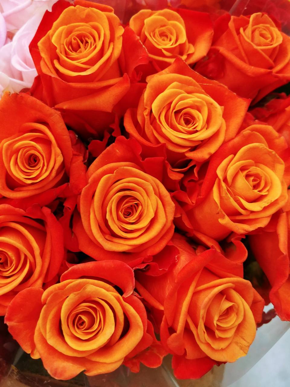 Orange Roses Wallpapers 4k HD Orange Roses Backgrounds On WallpaperBat