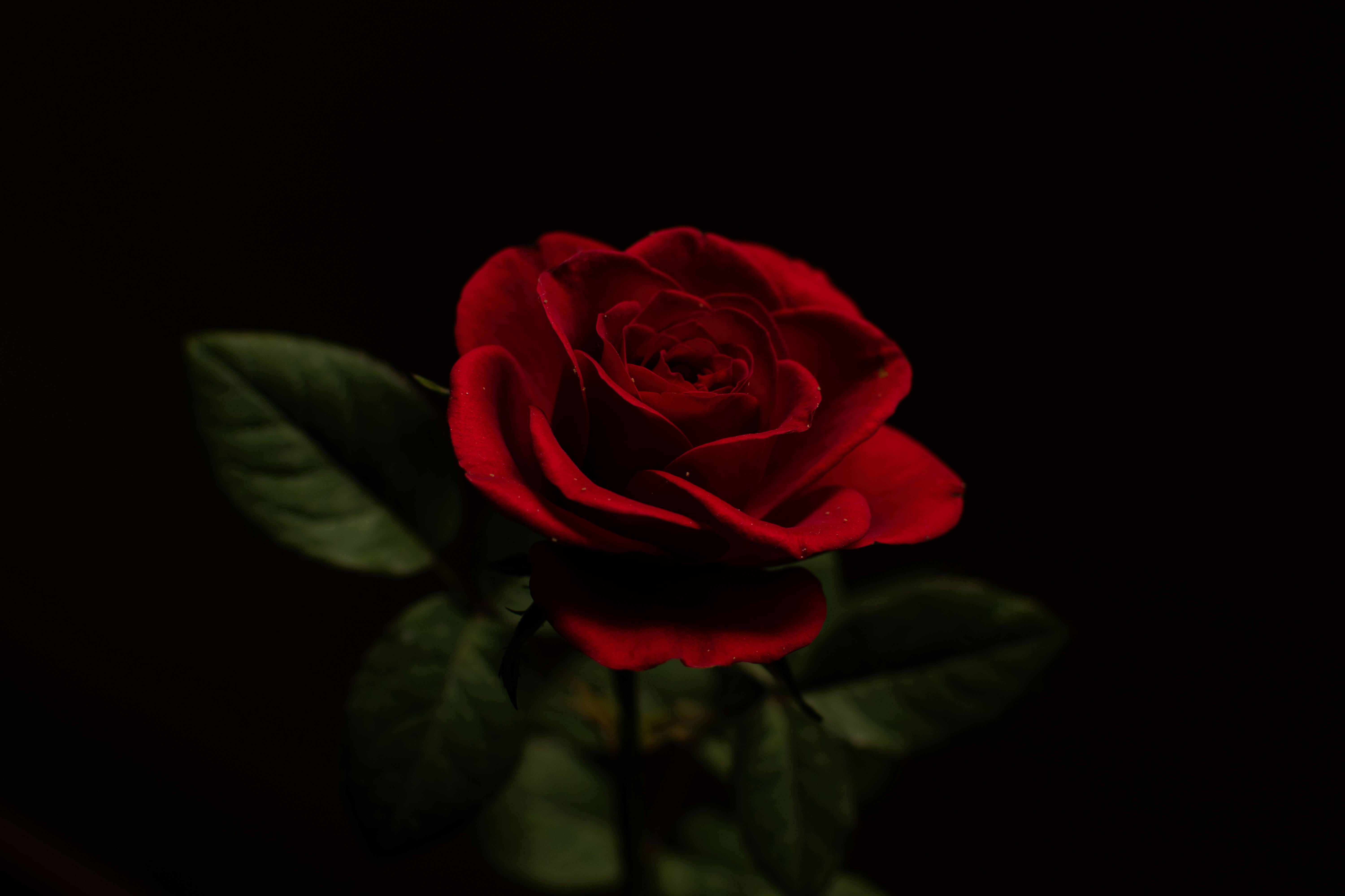 Black And Red Rose Wallpapers 4k HD Black And Red Rose Backgrounds