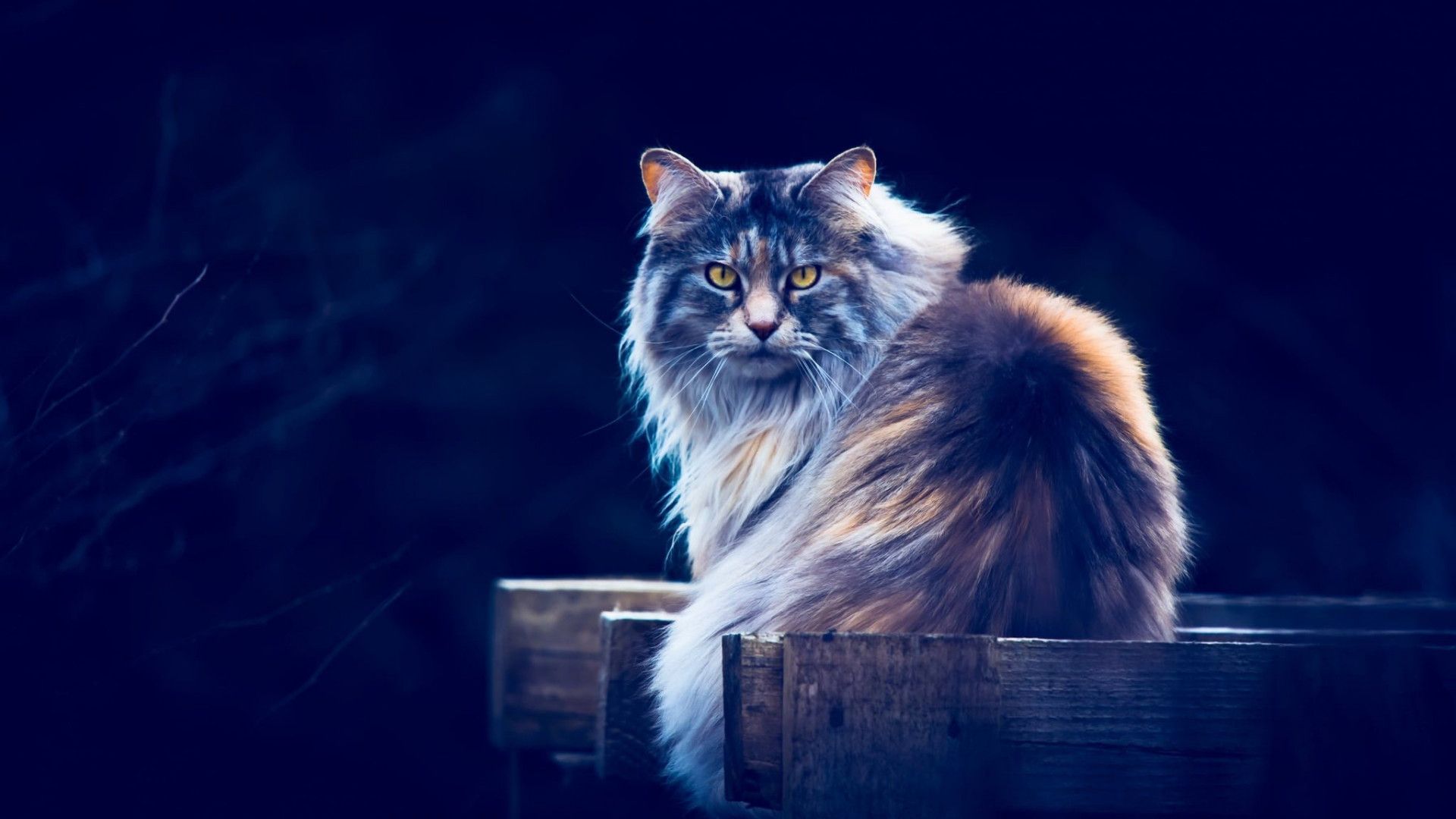 Maine Coon Wallpapers K Hd Maine Coon Backgrounds On Wallpaperbat