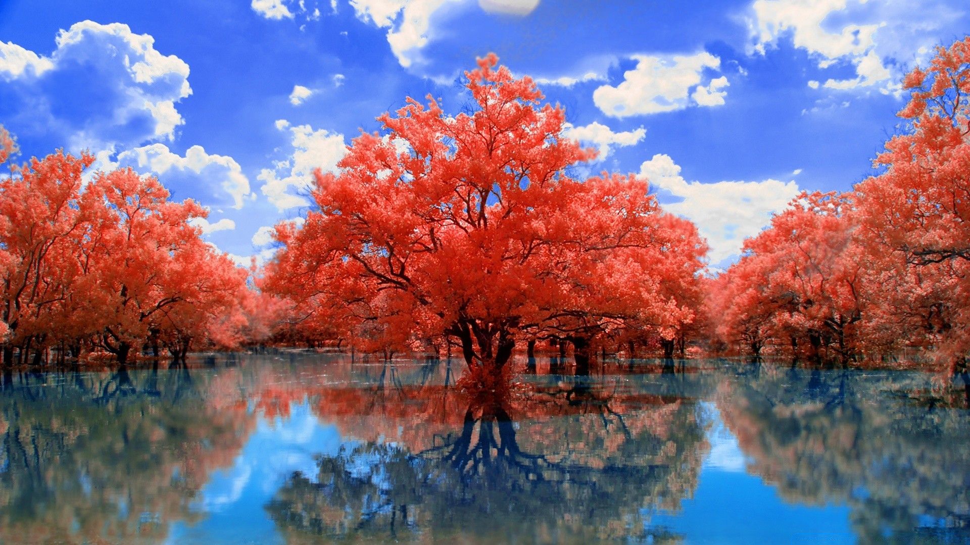 Red Tree Wallpapers 4k HD Red Tree Backgrounds On WallpaperBat