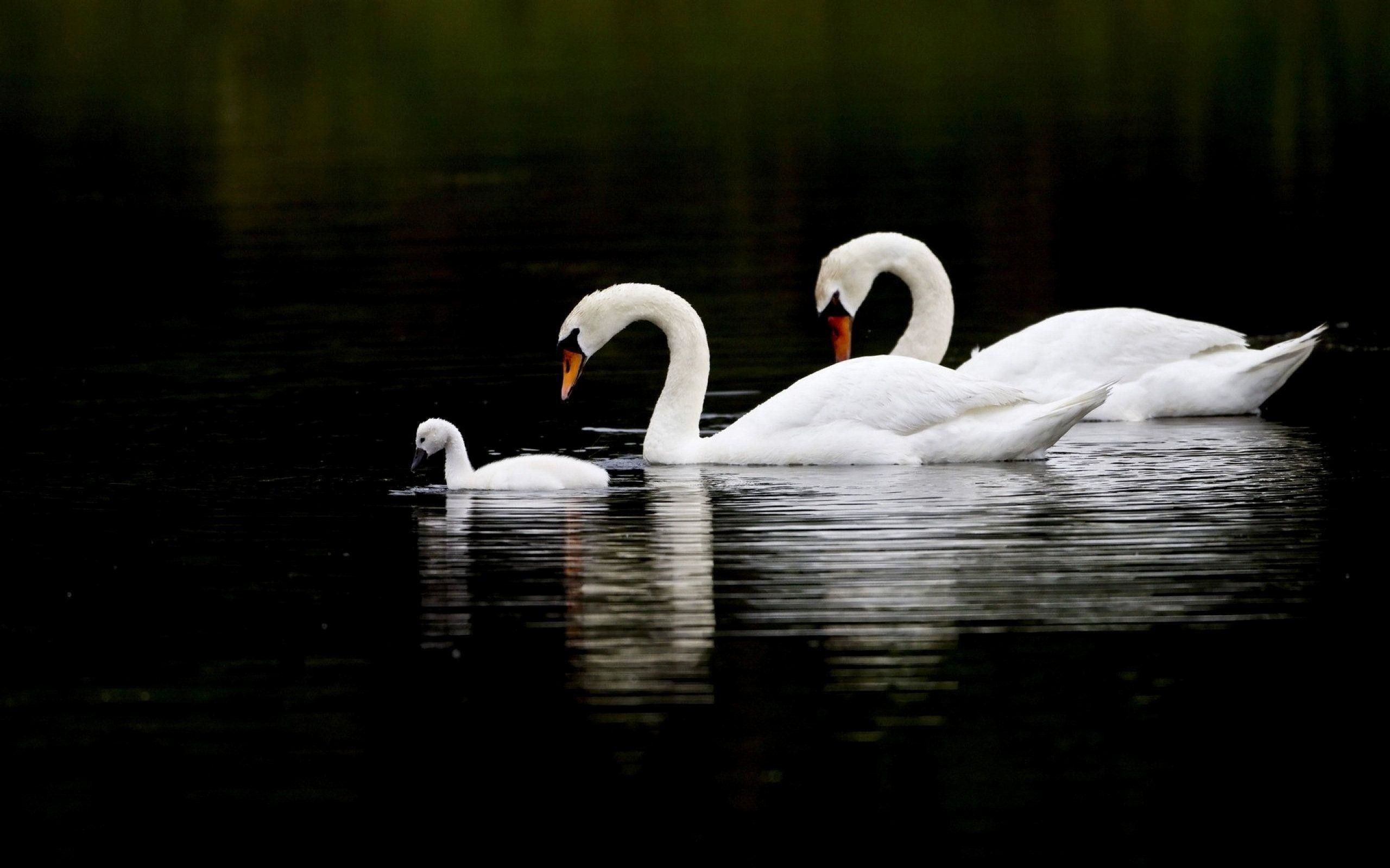 Swan Wallpapers 4k HD Swan Backgrounds On WallpaperBat