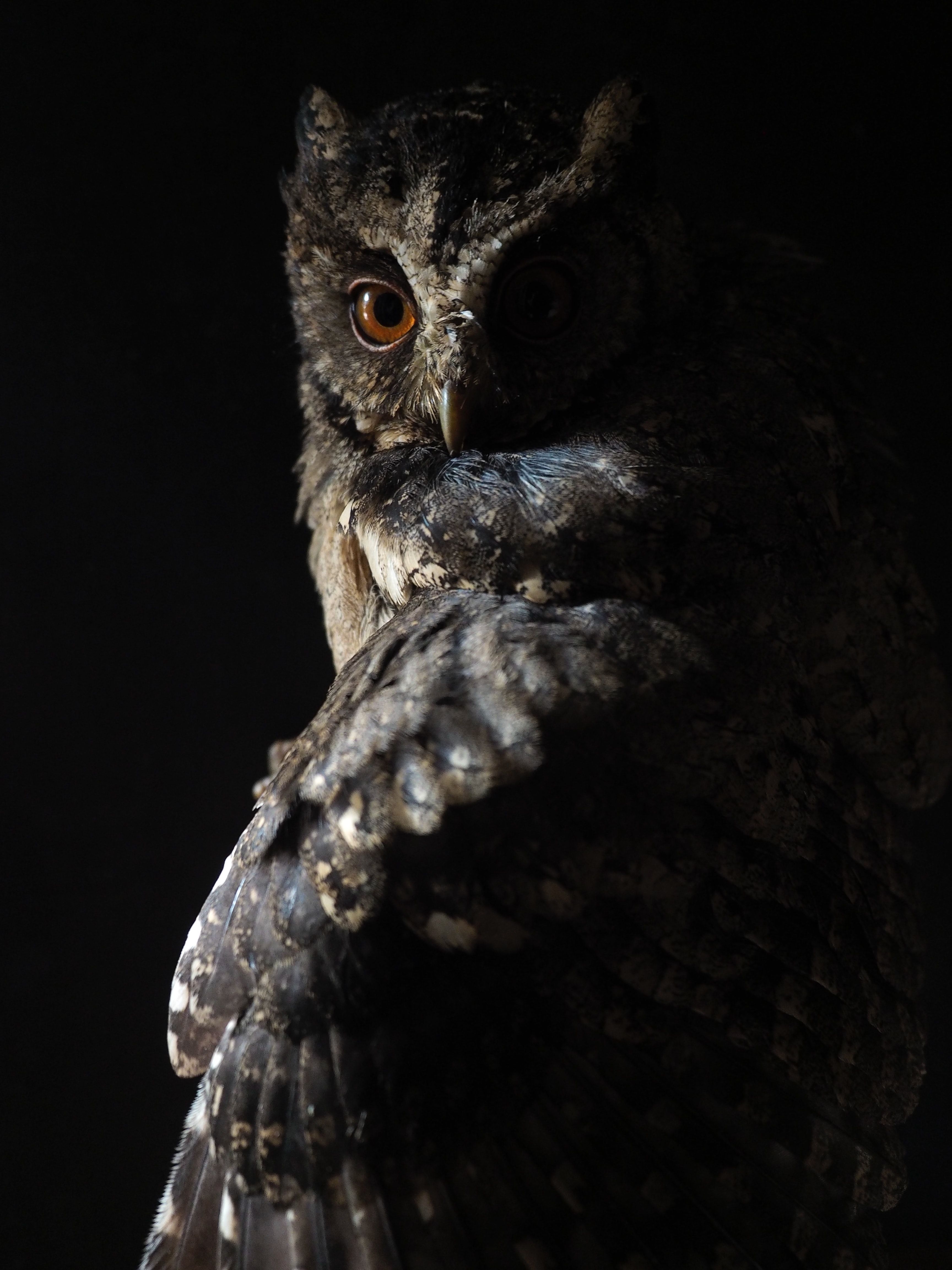 Owl Iphone Wallpapers K Hd Owl Iphone Backgrounds On Wallpaperbat