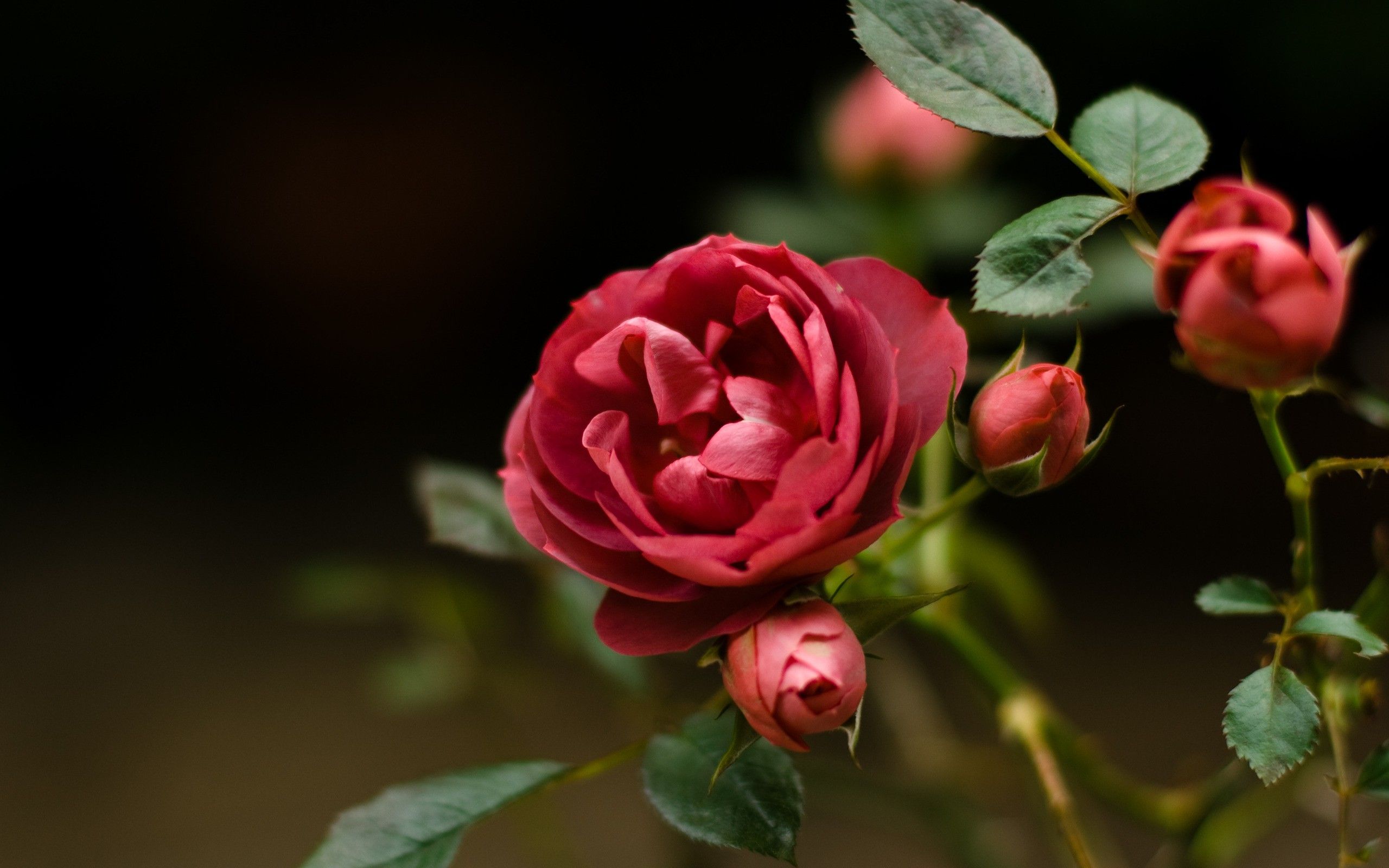 Field Of Roses Wallpapers K Hd Field Of Roses Backgrounds On