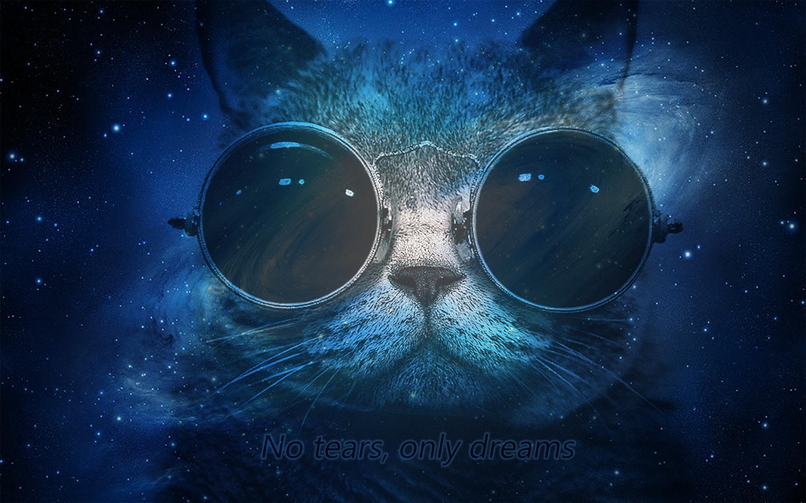 Скачать обои кот в очках