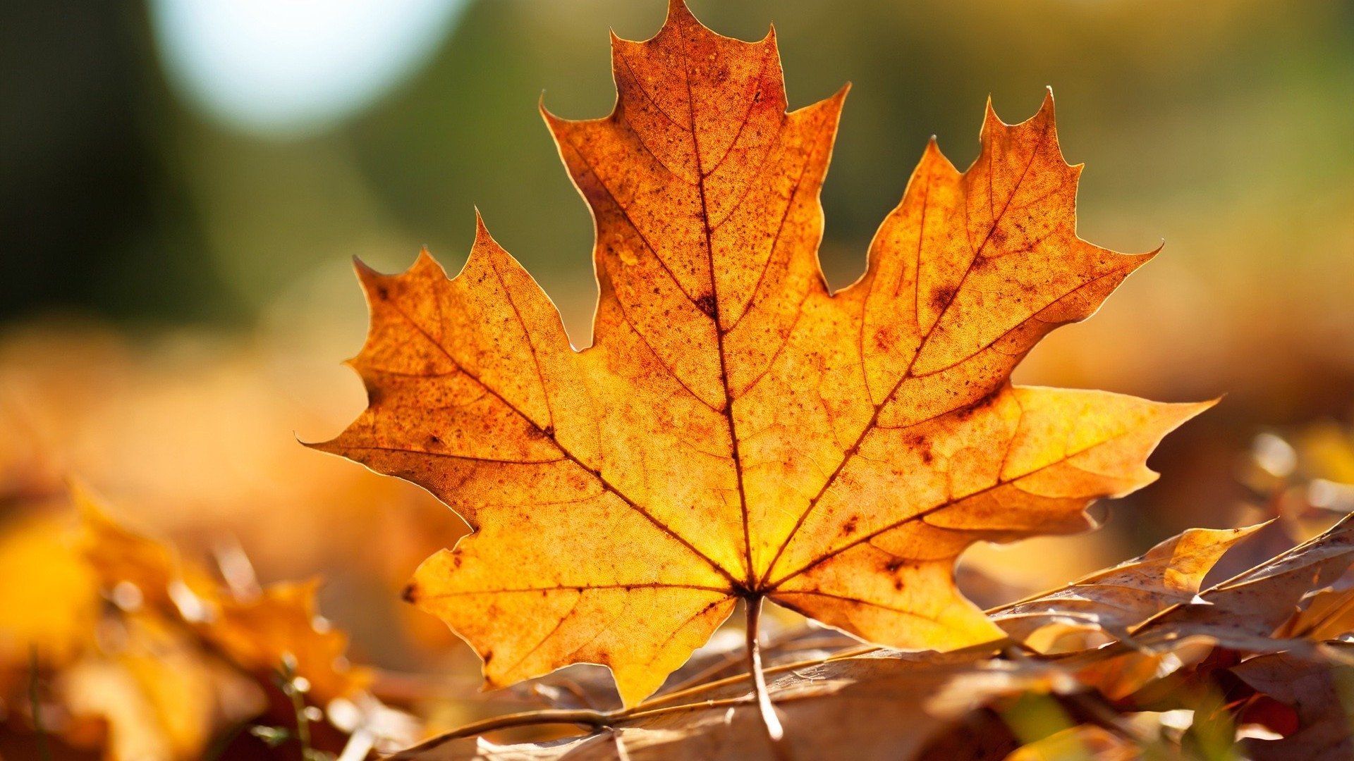 Fall Maple Leaves Wallpapers K Hd Fall Maple Leaves Backgrounds On