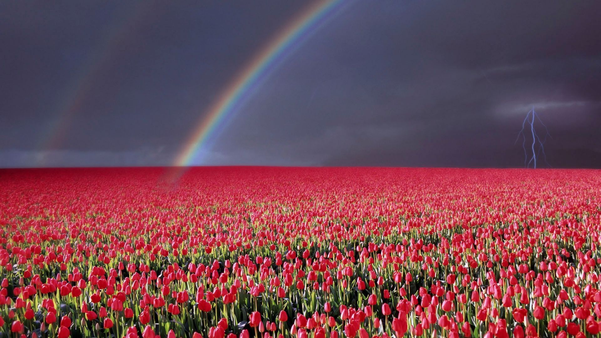 Field Of Roses Wallpapers K Hd Field Of Roses Backgrounds On