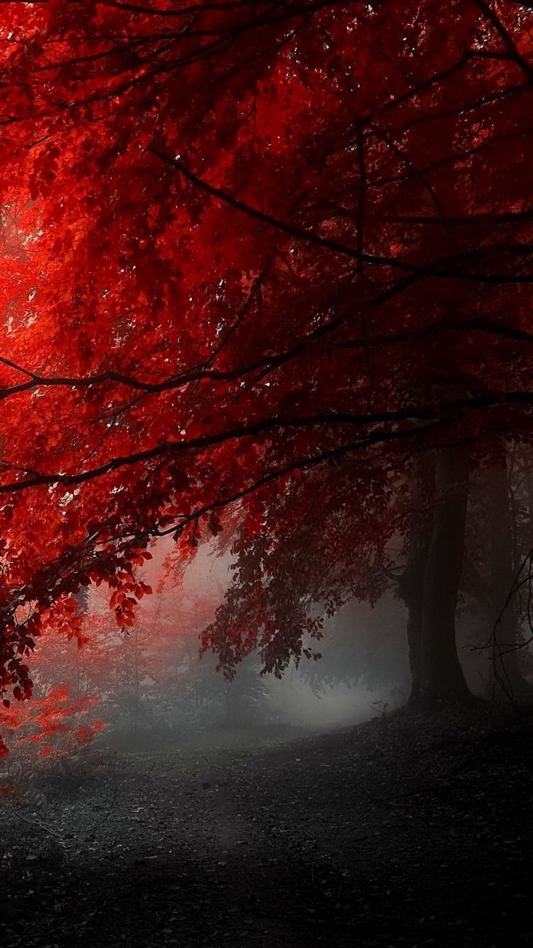 Red Tree Wallpapers 4k HD Red Tree Backgrounds On WallpaperBat