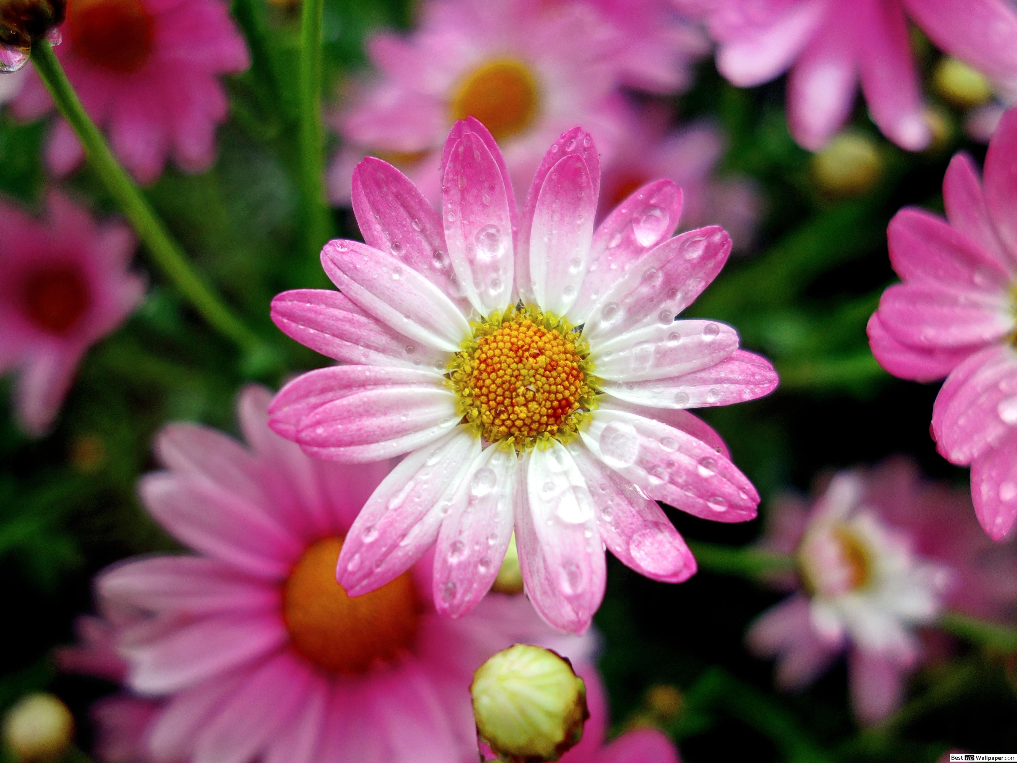 Pink Daisy Wallpapers K Hd Pink Daisy Backgrounds On Wallpaperbat