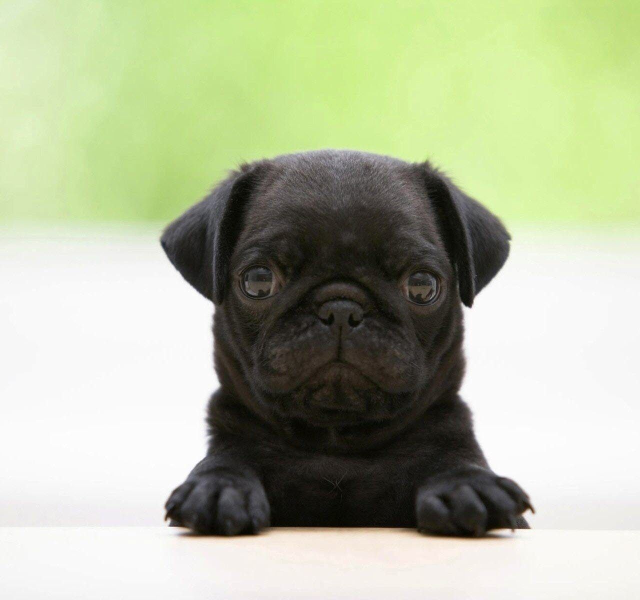 Cute Black Pug Wallpapers K Hd Cute Black Pug Backgrounds On