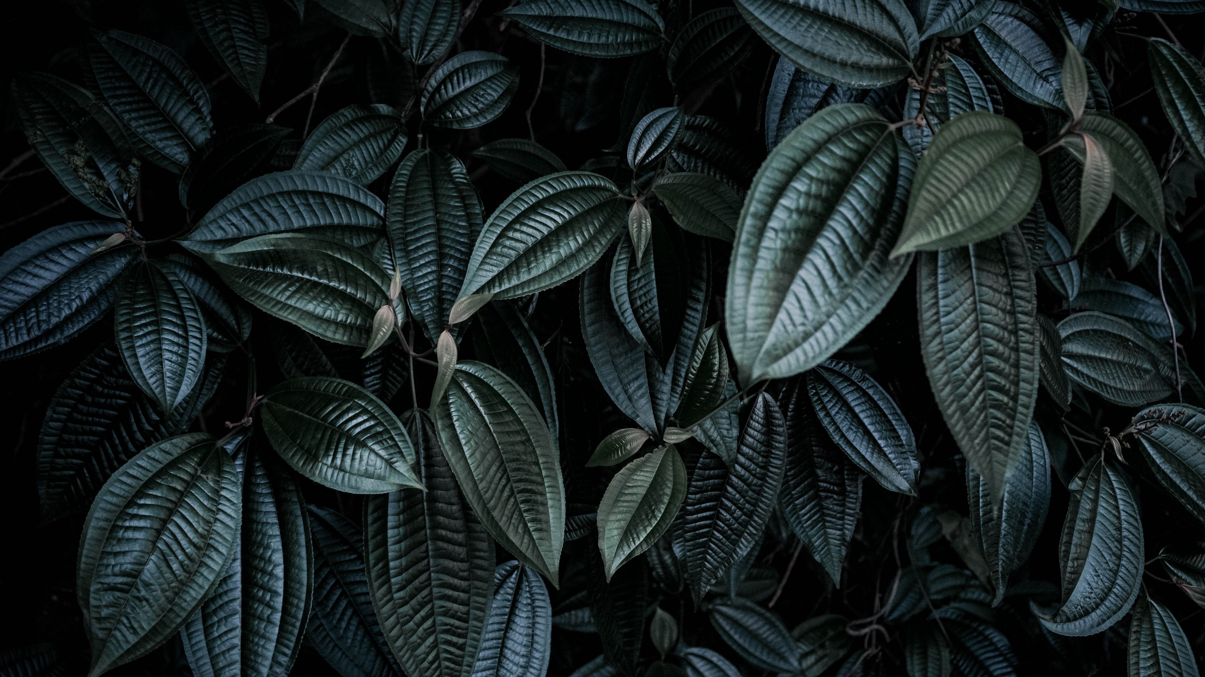 Dark Plant Wallpapers 4k HD Dark Plant Backgrounds On WallpaperBat