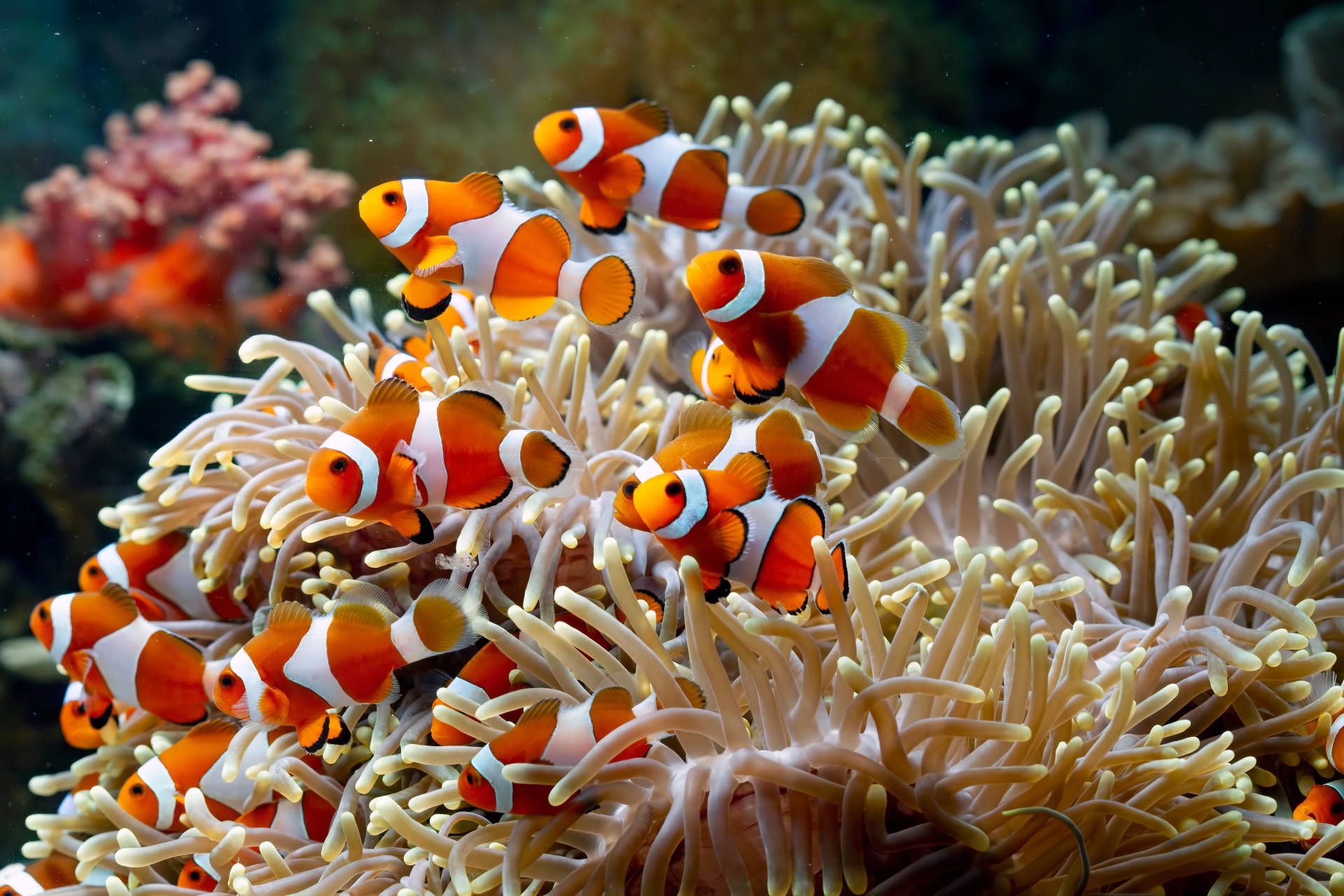 Clown Fish Wallpapers K Hd Clown Fish Backgrounds On Wallpaperbat