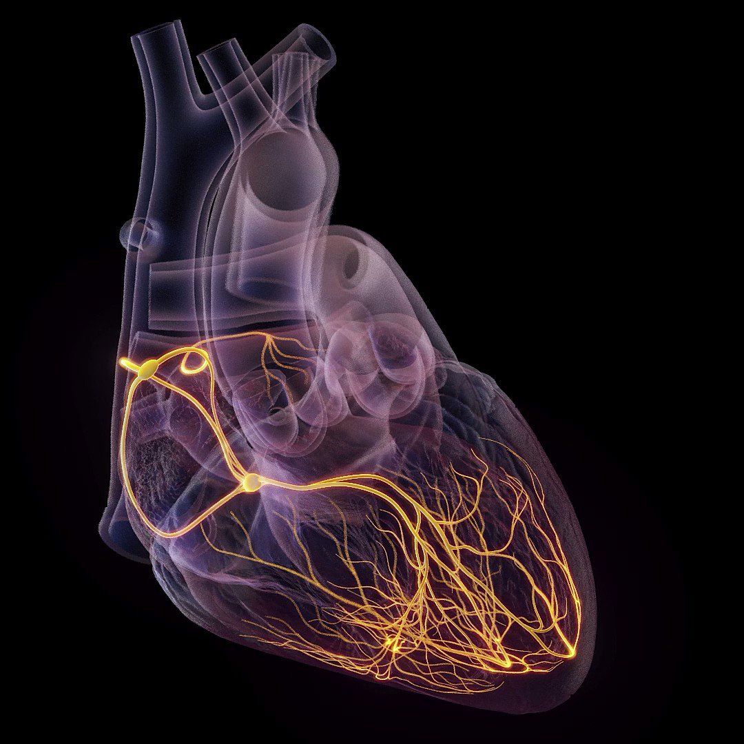 Cardiology Wallpapers 4k HD Cardiology Backgrounds On WallpaperBat