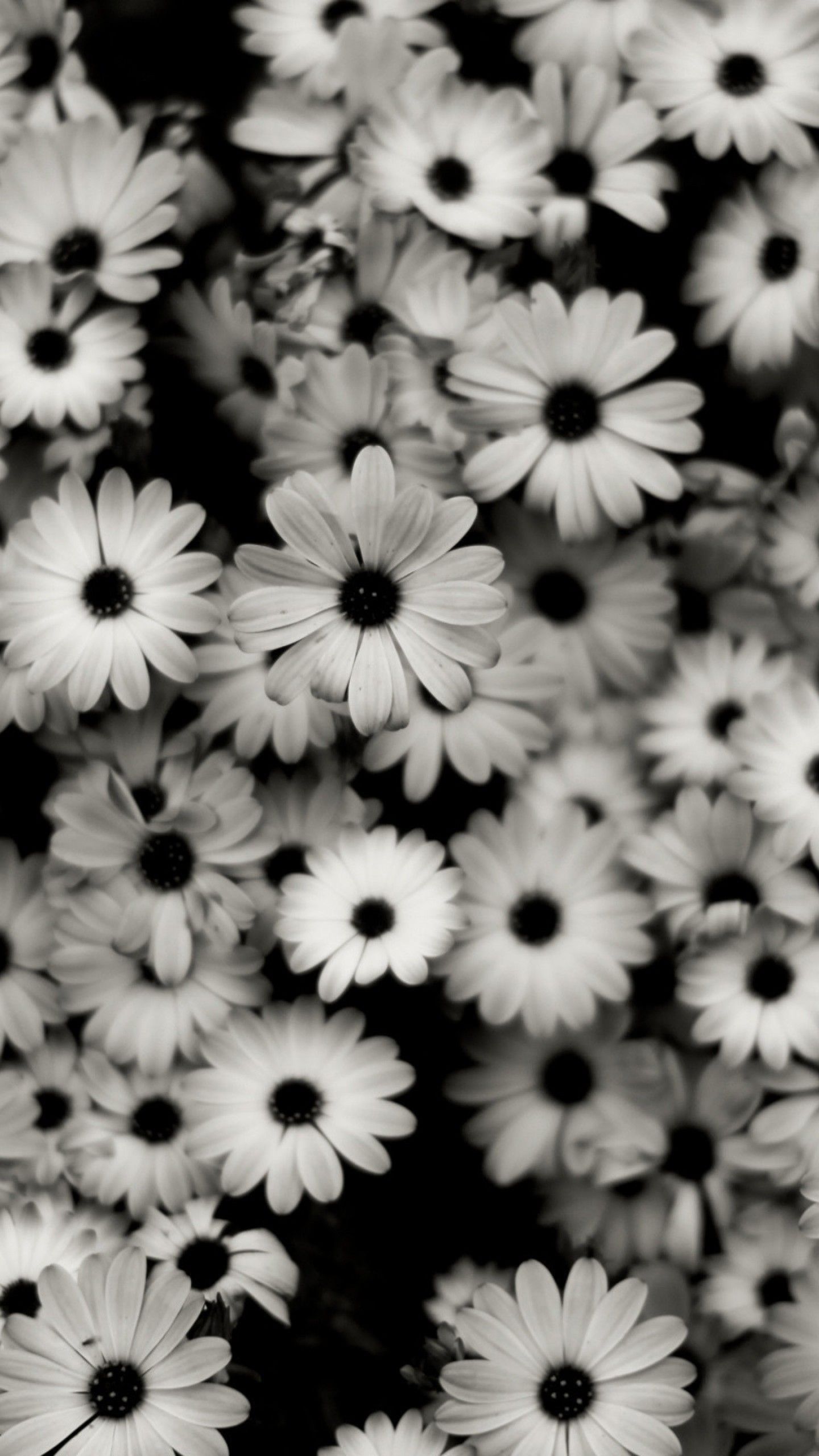 Black And White Flower Wallpapers 4k