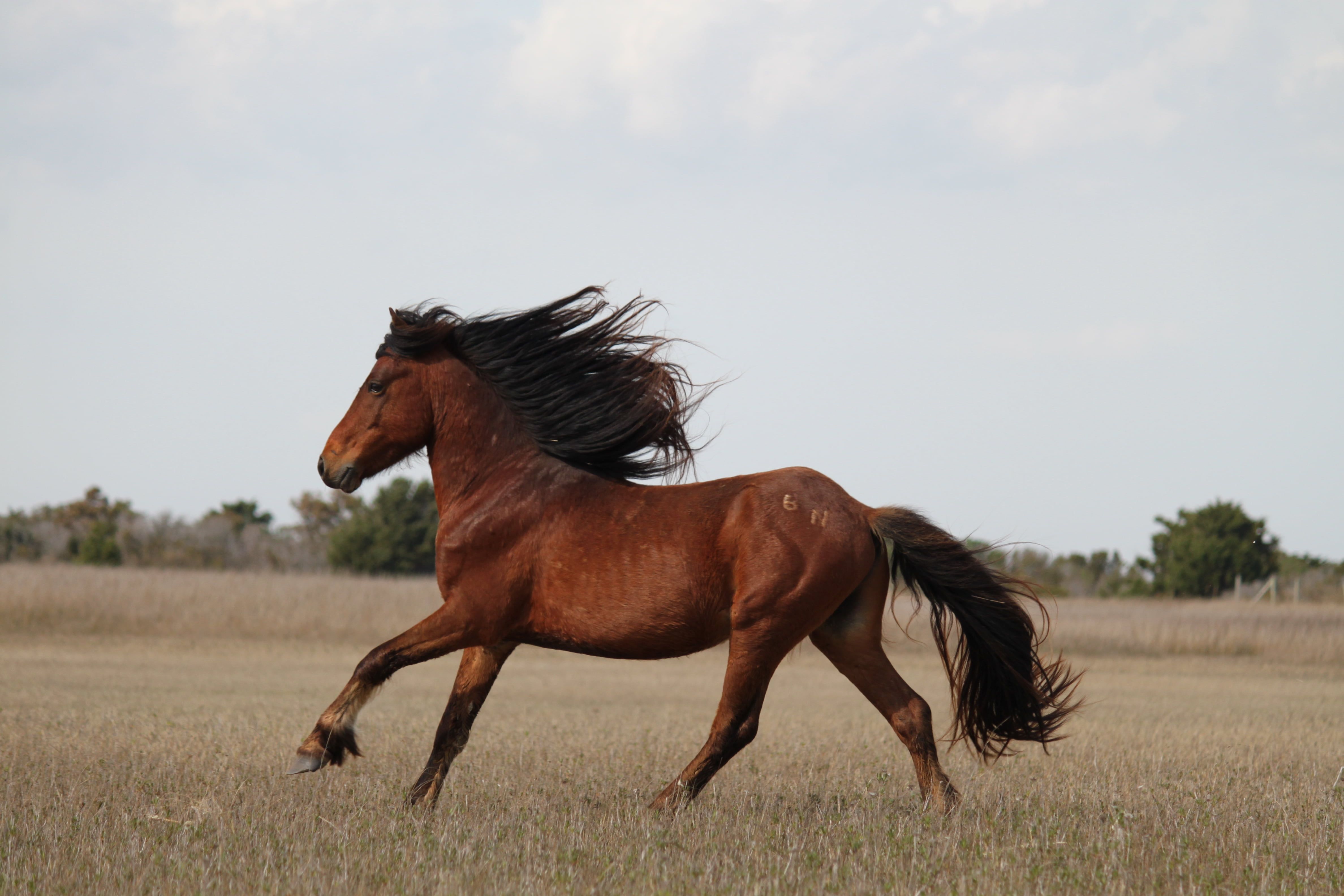 Wild Horses Running Wallpapers - 4k, HD Wild Horses Running Backgrounds ...