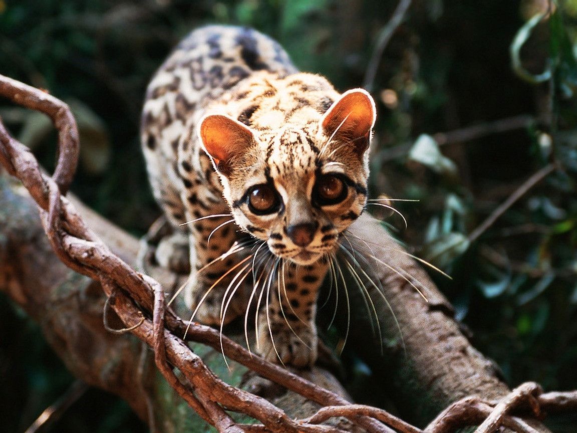 Margay Wallpapers - 4k, HD Margay Backgrounds on WallpaperBat