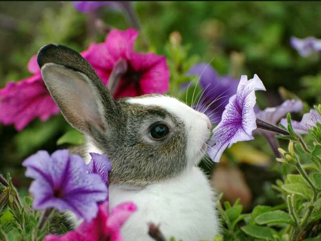 Bunnies and Flowers Wallpapers - 4k, HD Bunnies and Flowers Backgrounds ...