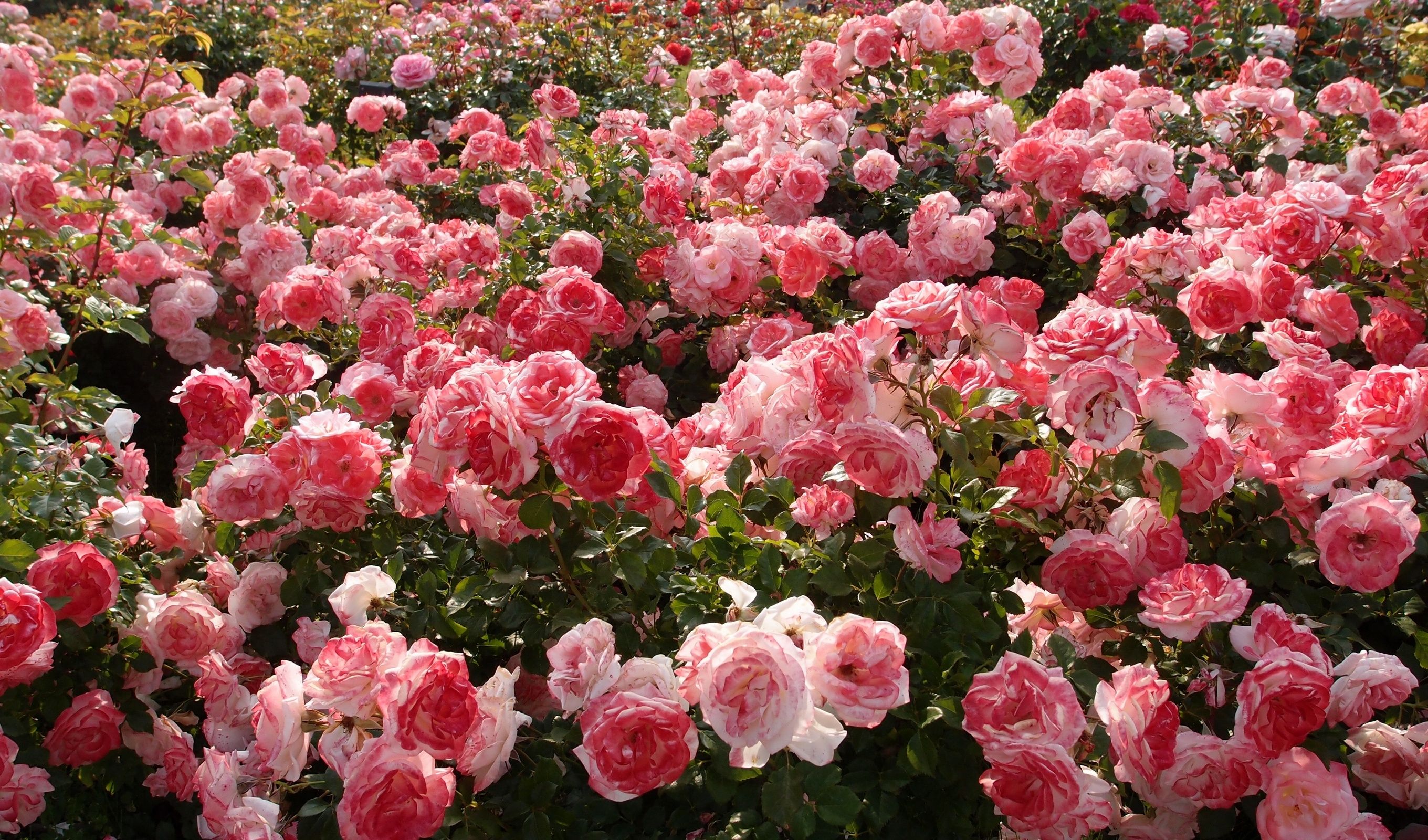 Field of Roses Wallpapers.