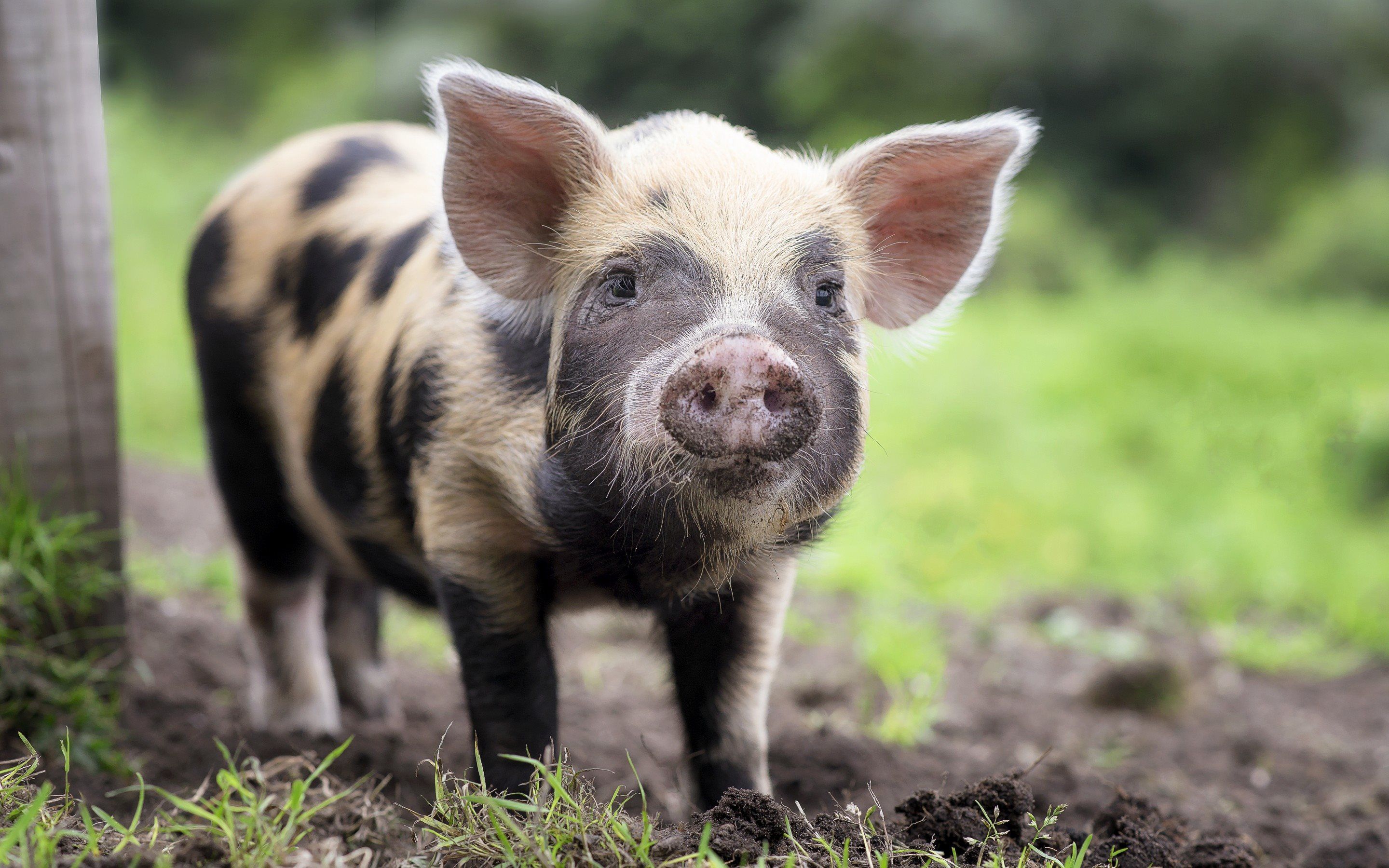 Piglet Animal Wallpapers - 4k, HD Piglet Animal Backgrounds on WallpaperBat