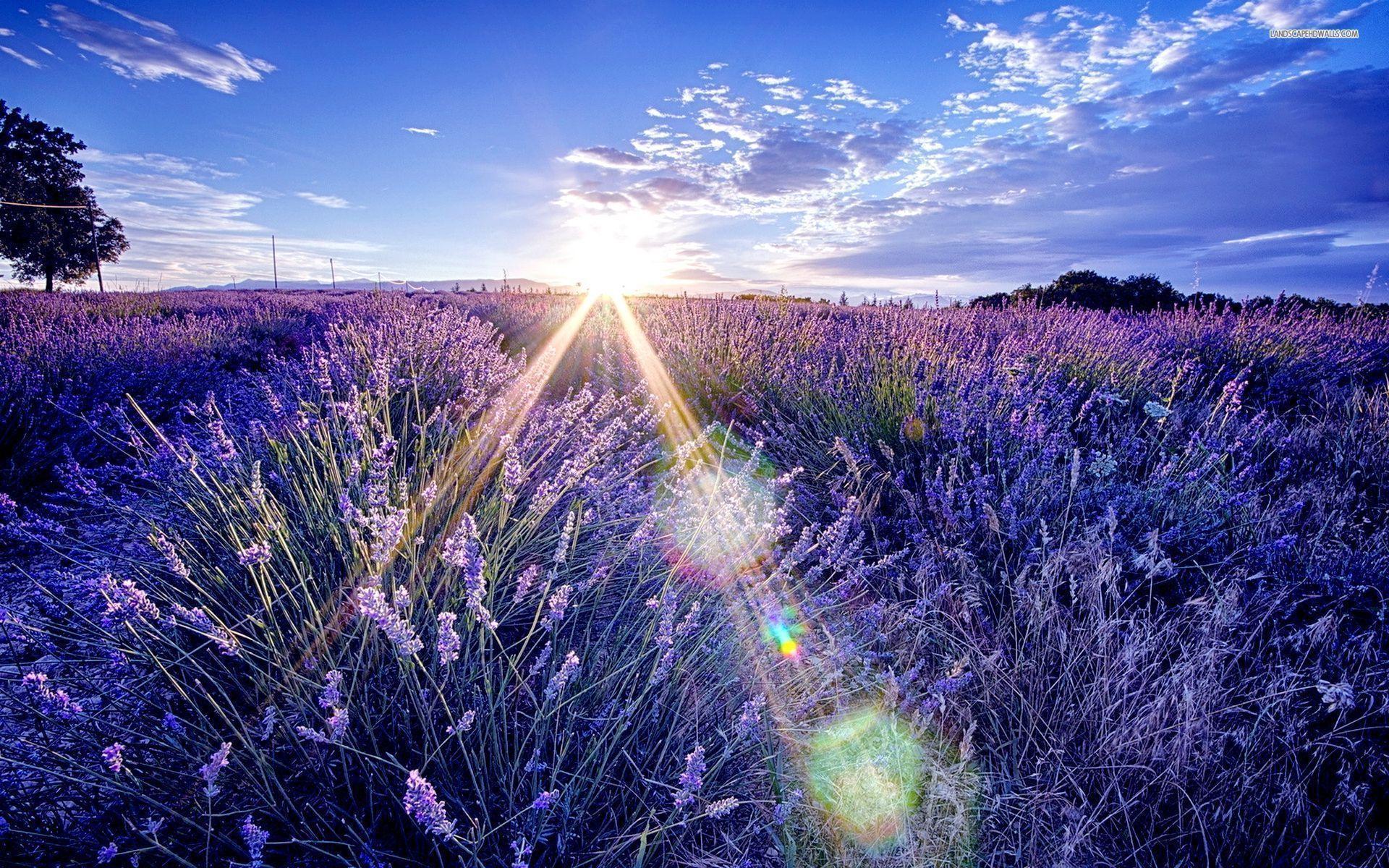 1920x1200 Lavender Fields Desktop Wallpaper #OZ8EVE9 (1920x1200 px ... Wallpaper