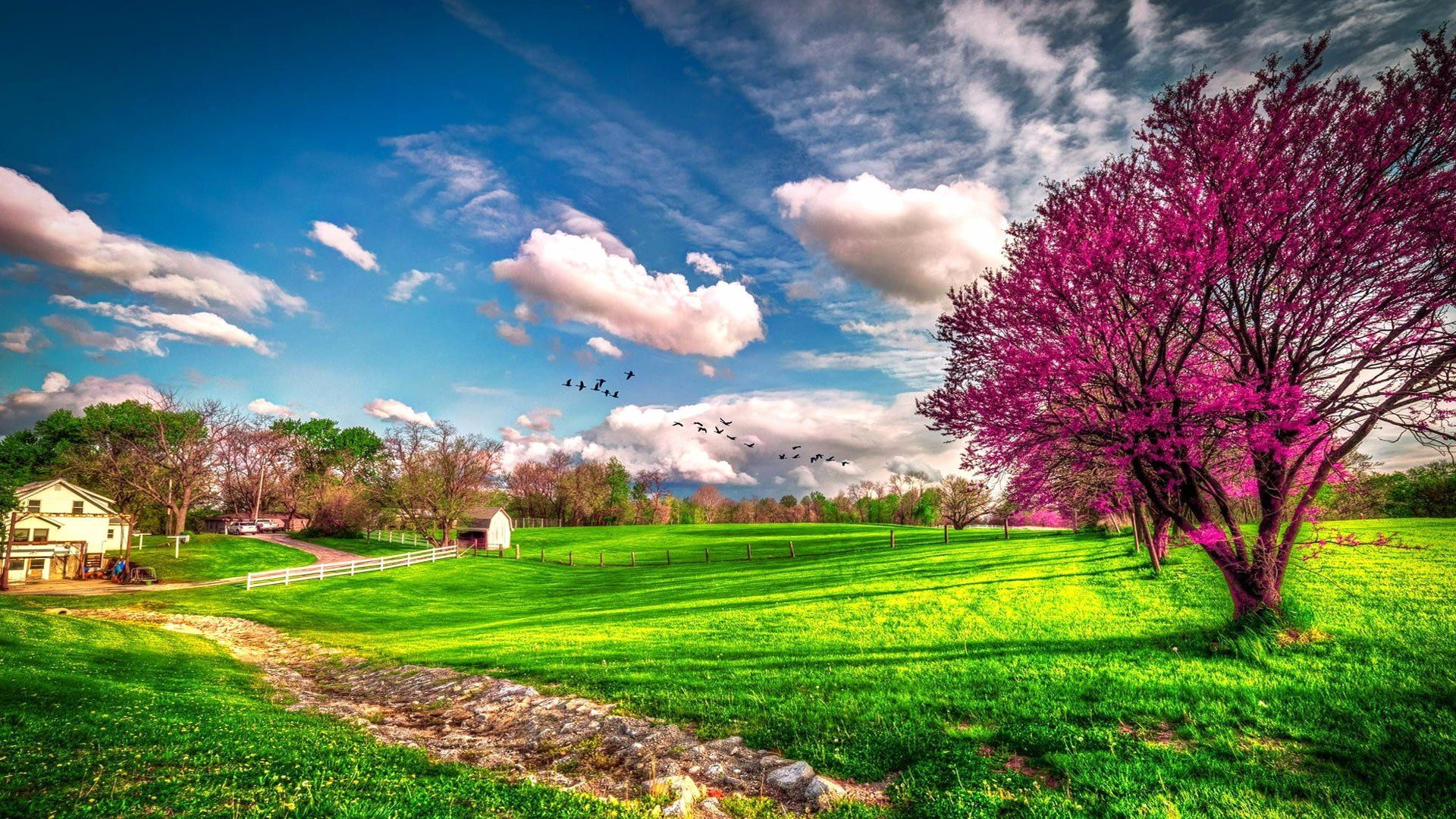 1920x1080 Spring Blossoms: A Stunning HD ... Wallpaper