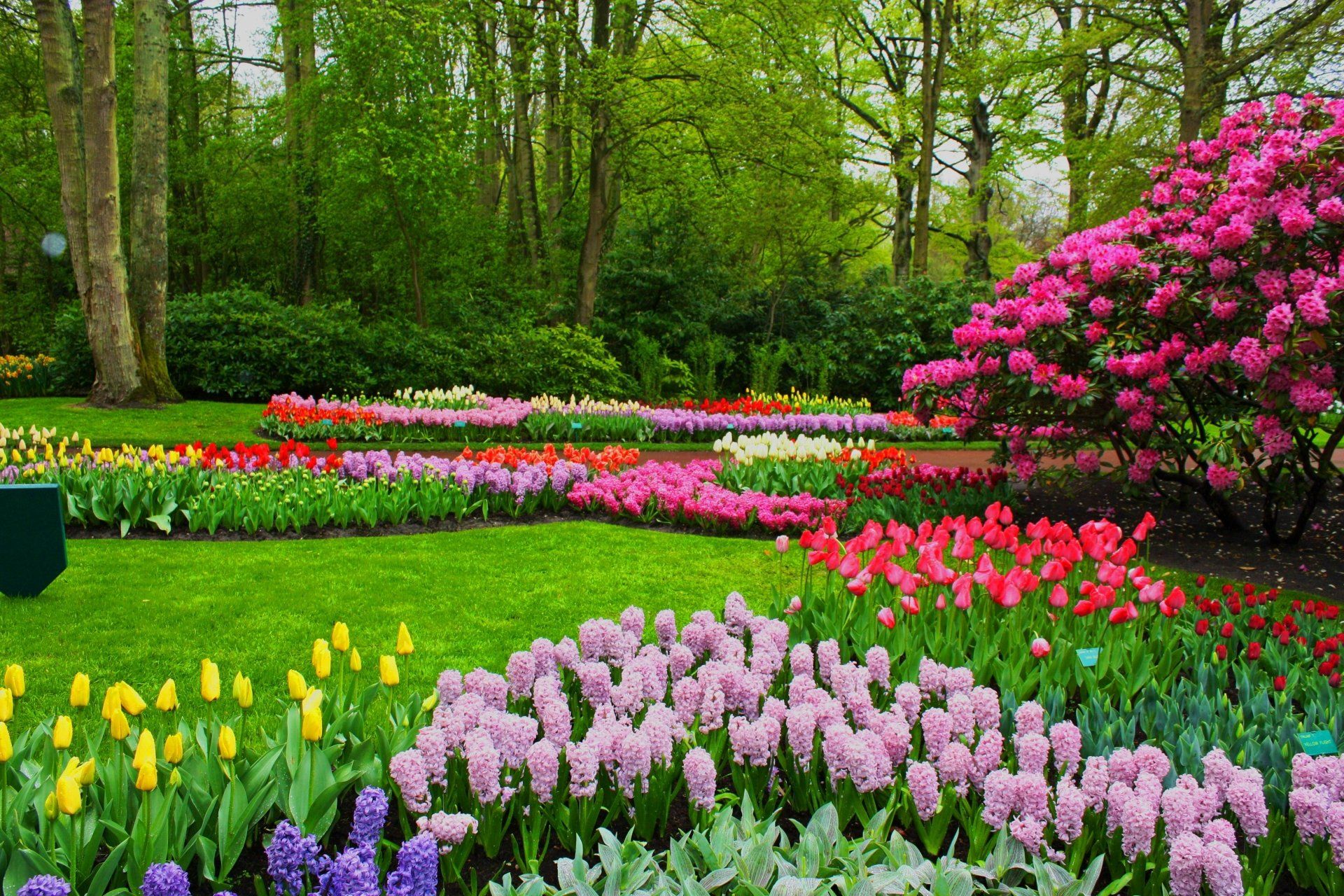 1920x1280 Spring Blooms: Colorful Hyacinths ... Wallpaper