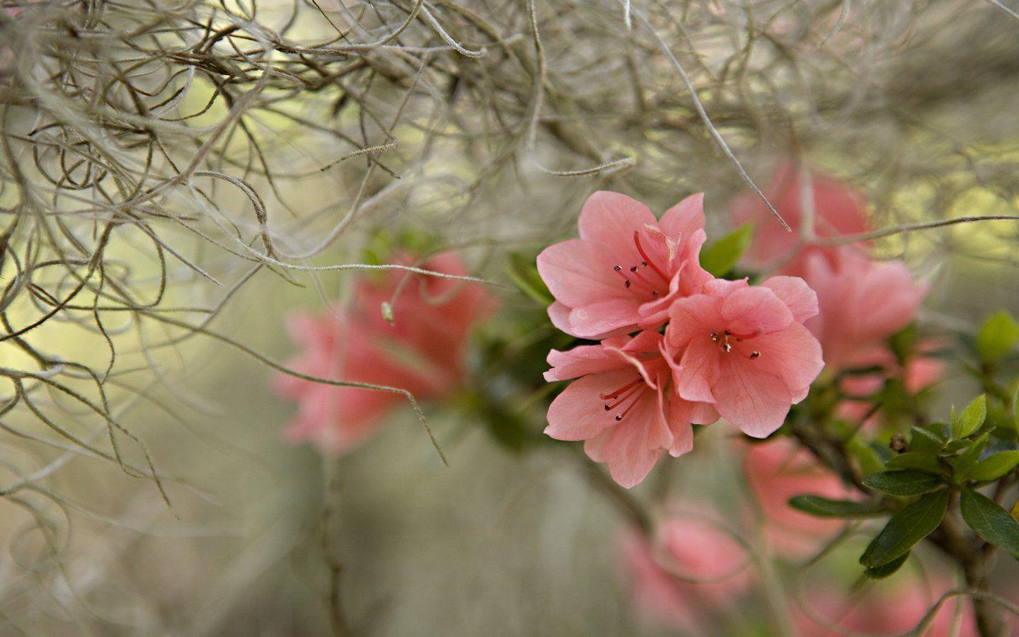 1440x900 Spring Scenes Wallpapers [20+ Free ... Wallpaper