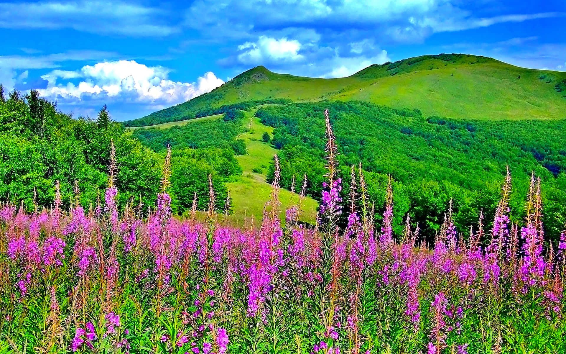 1920x1200 Captivating Spring Landscape Wallpaper ... Wallpaper