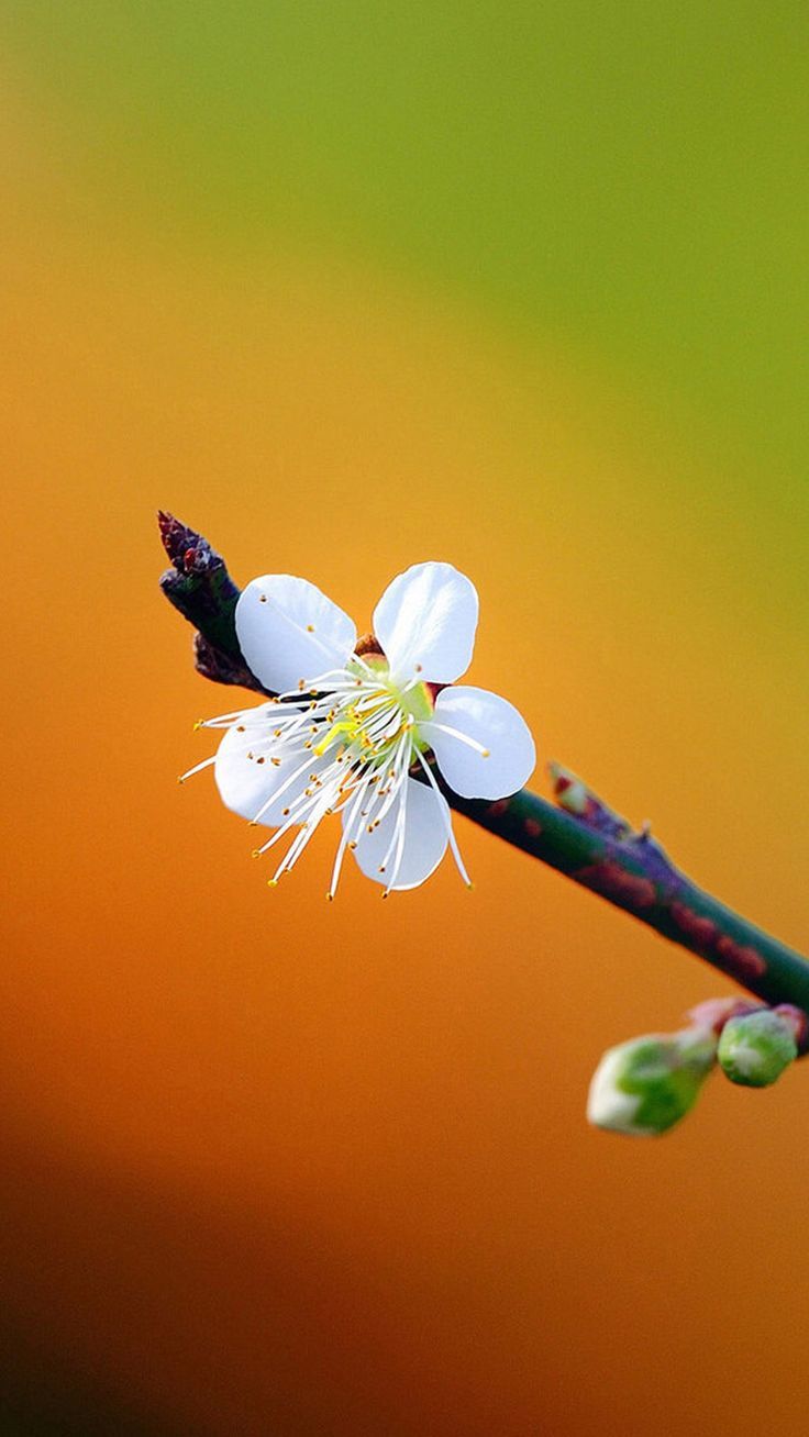 736x1308 Pretty Plum Flower Spring Scene iPhone ... Wallpaper