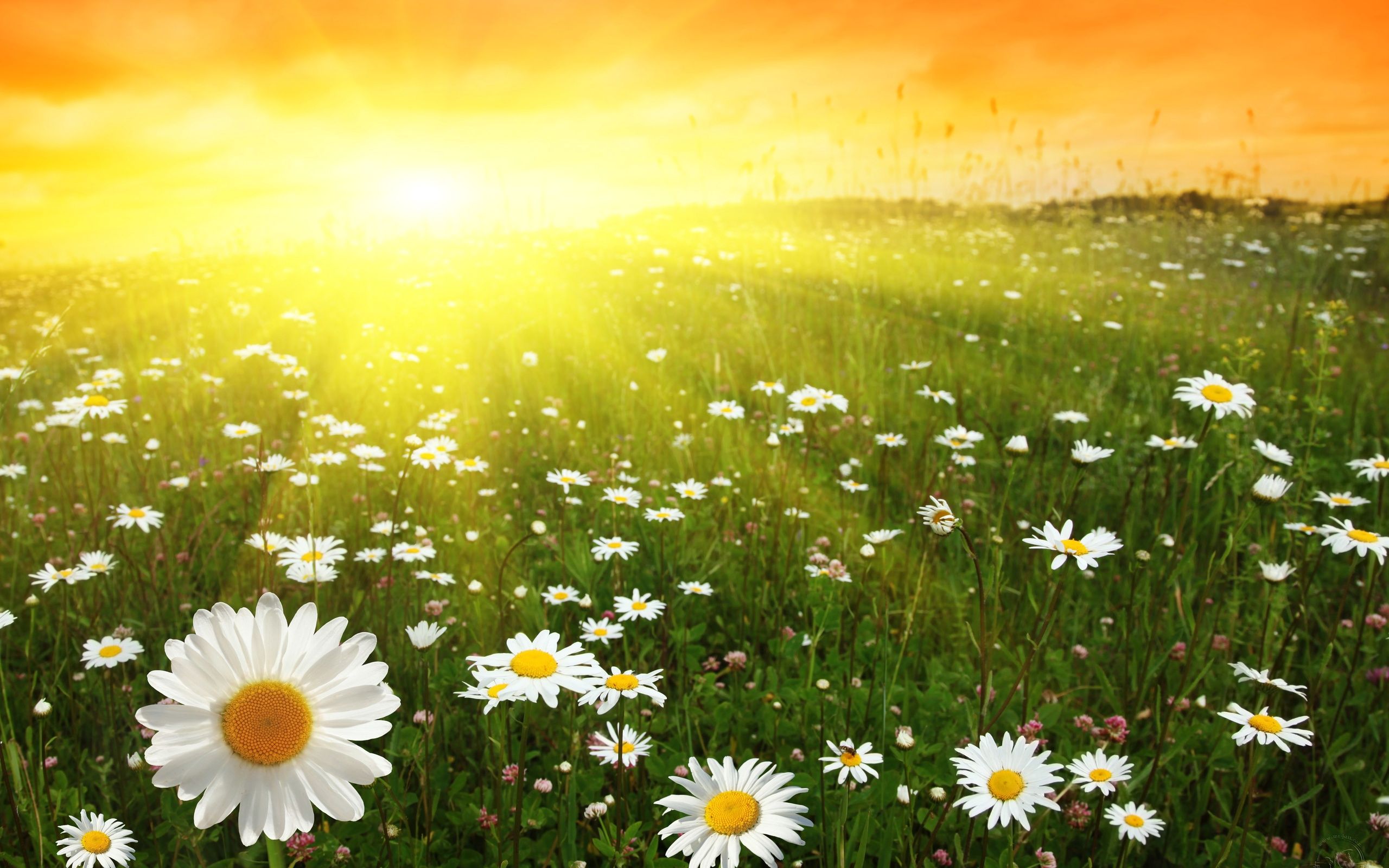 Sunny Weather Wallpapers 4k HD Sunny Weather Backgrounds On WallpaperBat sunny-weather-wallpapers-4k-hd-sunny-weather-backgrounds-on-wallpaperbat