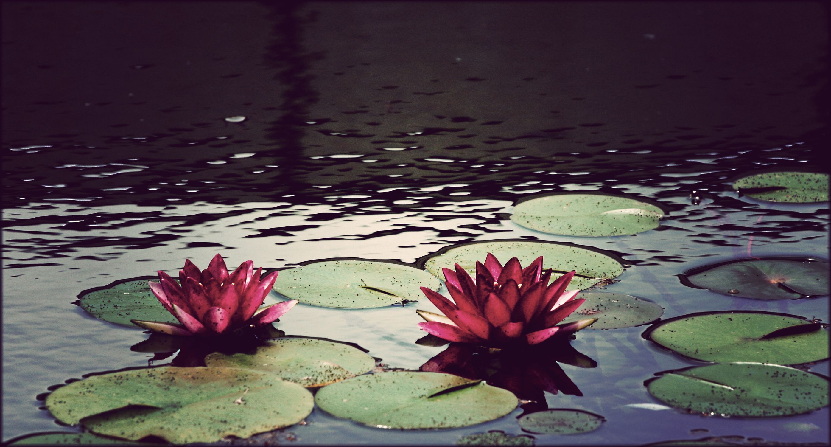 Lily Pond Wallpapers - 4k, HD Lily Pond Backgrounds on WallpaperBat