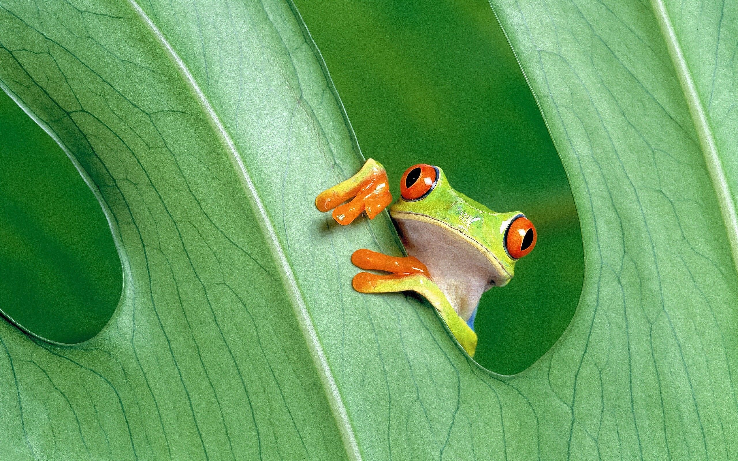 Tree Frog Wallpapers - 4k, HD Tree Frog Backgrounds on WallpaperBat