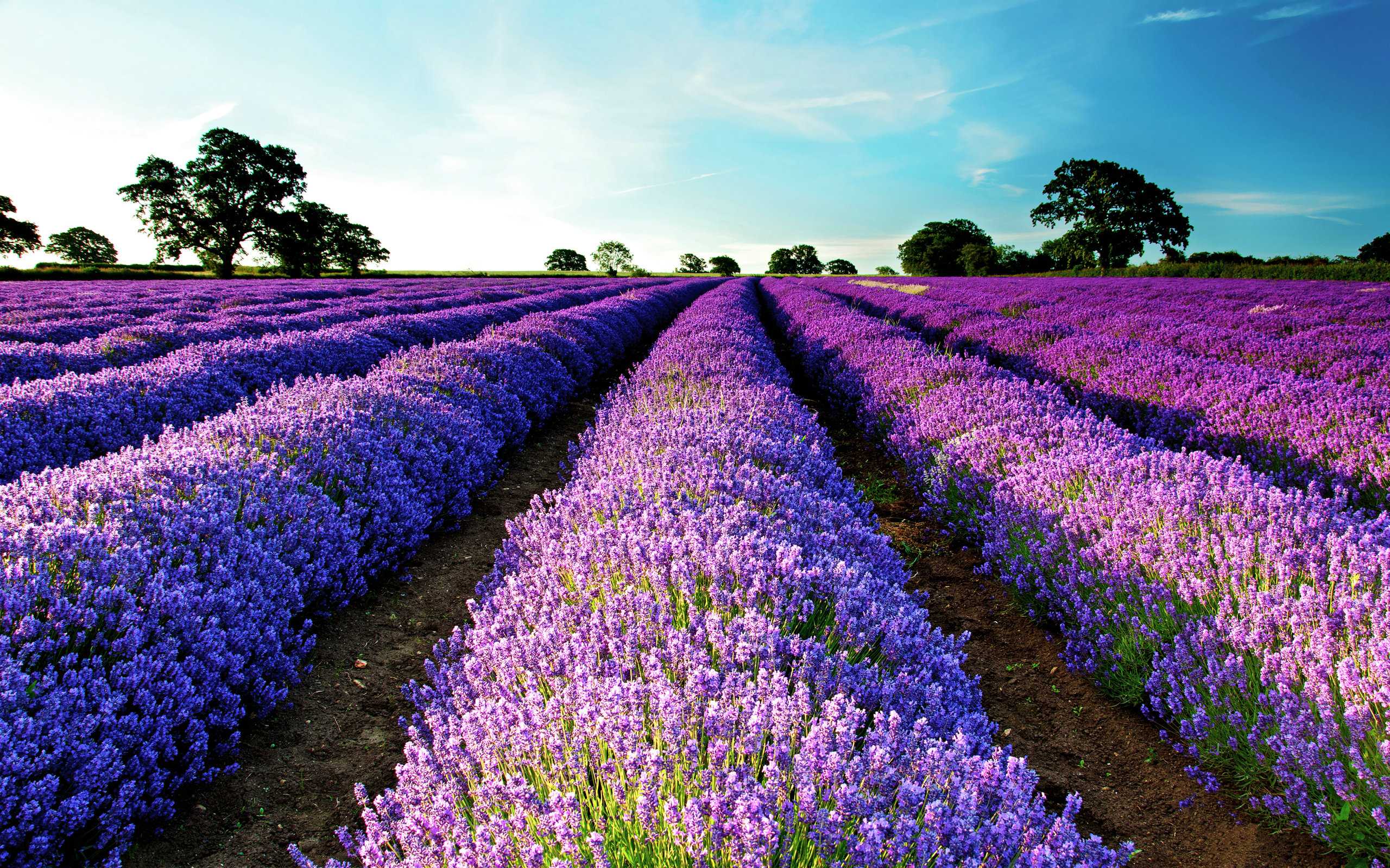 2560x1600 lavender-fields-and-lavender-flower-wallpaper-6 – Bella Green Wallpaper