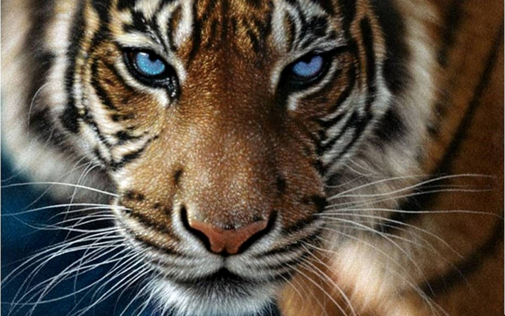 Tiger Eyes Wallpapers - 4k, HD Tiger Eyes Backgrounds on WallpaperBat