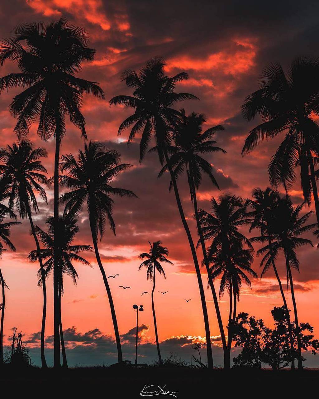 Palm Tree Sunset Wallpapers 4k Hd Palm Tree Sunset Backgrounds On Wallpaperbat