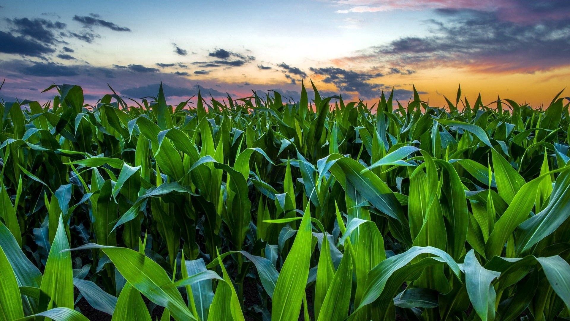 Beautiful Corn Field Wallpapers K Hd Beautiful Corn Field