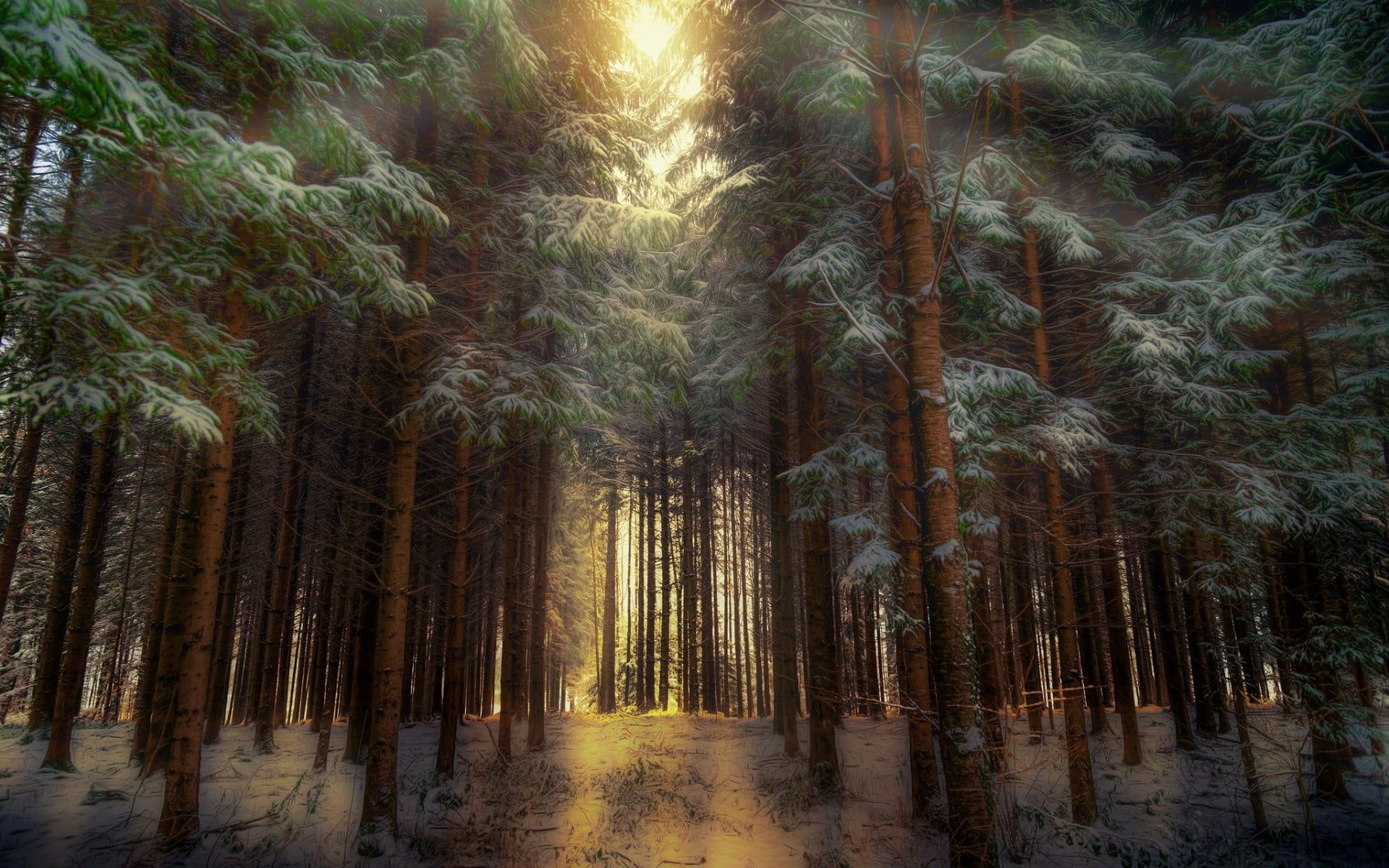Pine Tree Forest Wallpapers 4k Hd Pine Tree Forest Backgrounds On Wallpaperbat
