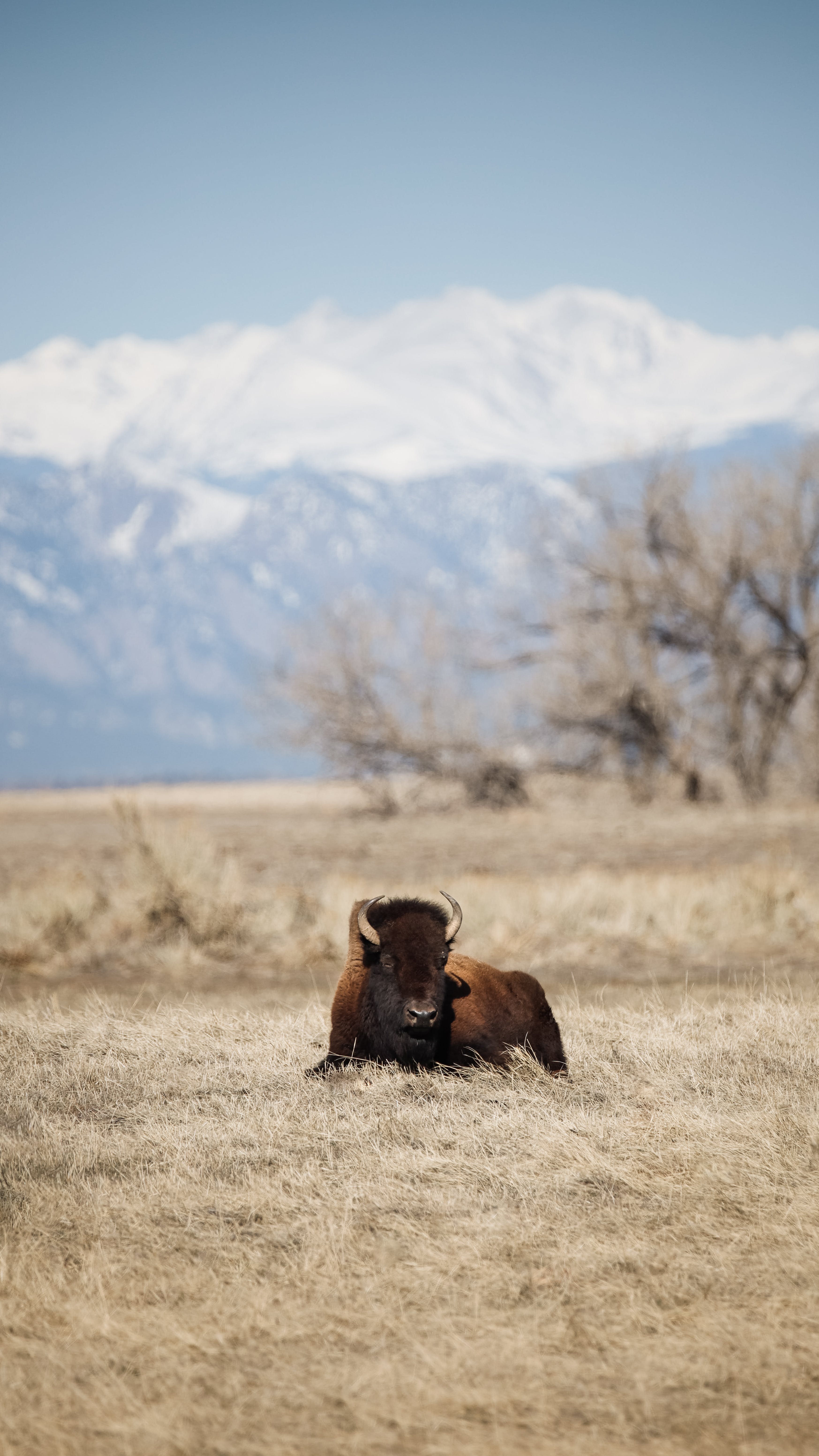 Bison Wallpapers - 4k, HD Bison Backgrounds On WallpaperBat