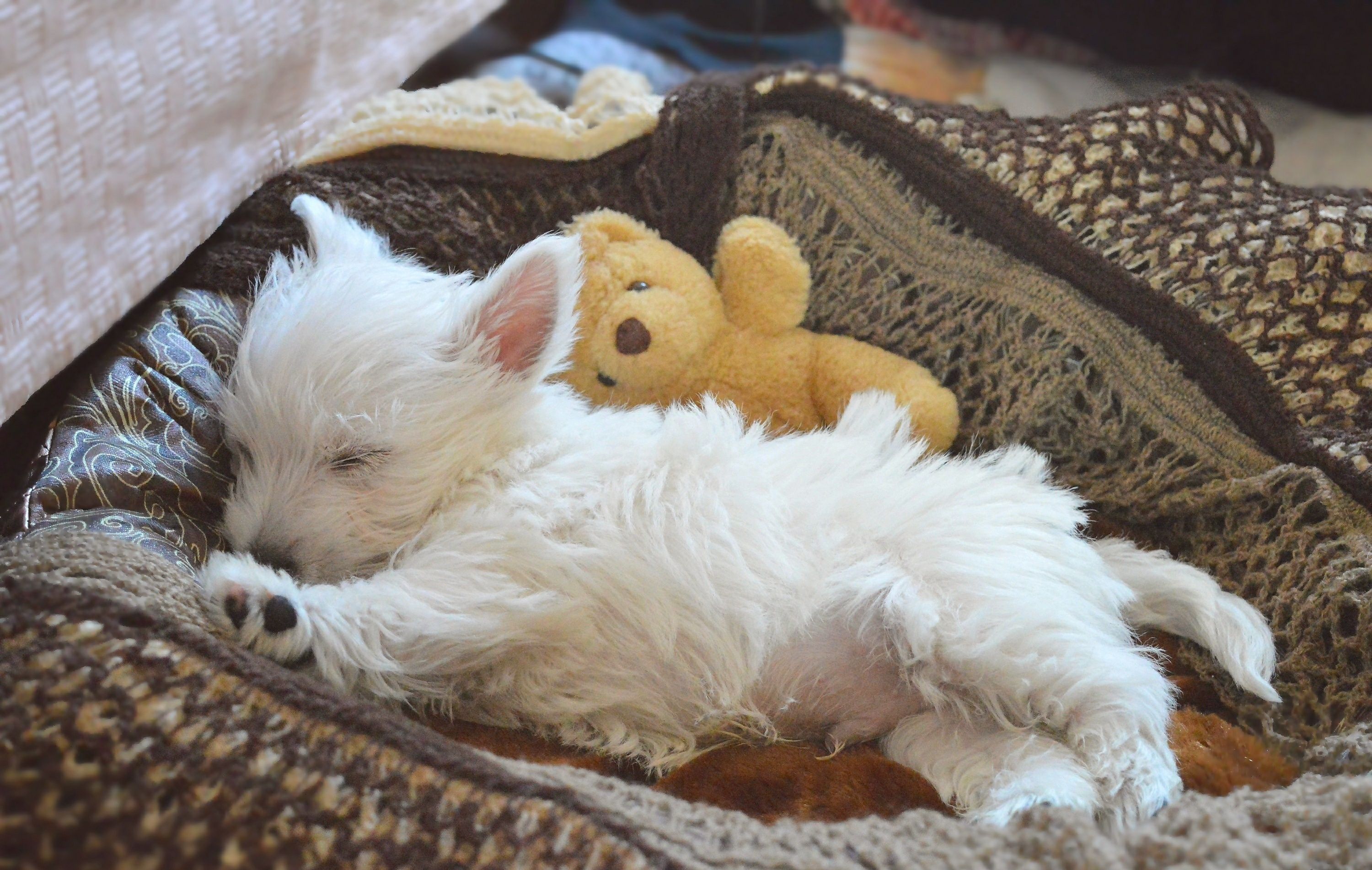 West Highland White Terrier Wallpapers - 4k, HD West Highland White ...