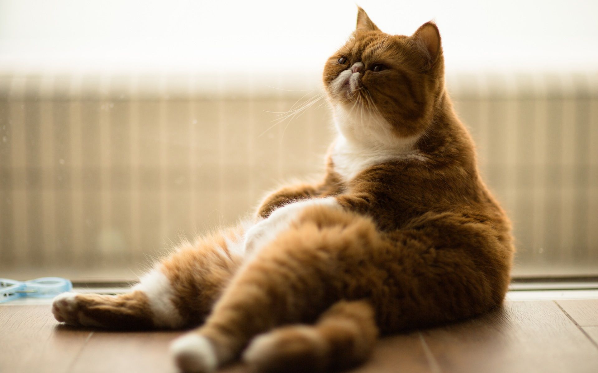 1920x1200 Wallpaper Fat cat relaxation 1920x1200 HD Picture, Image.