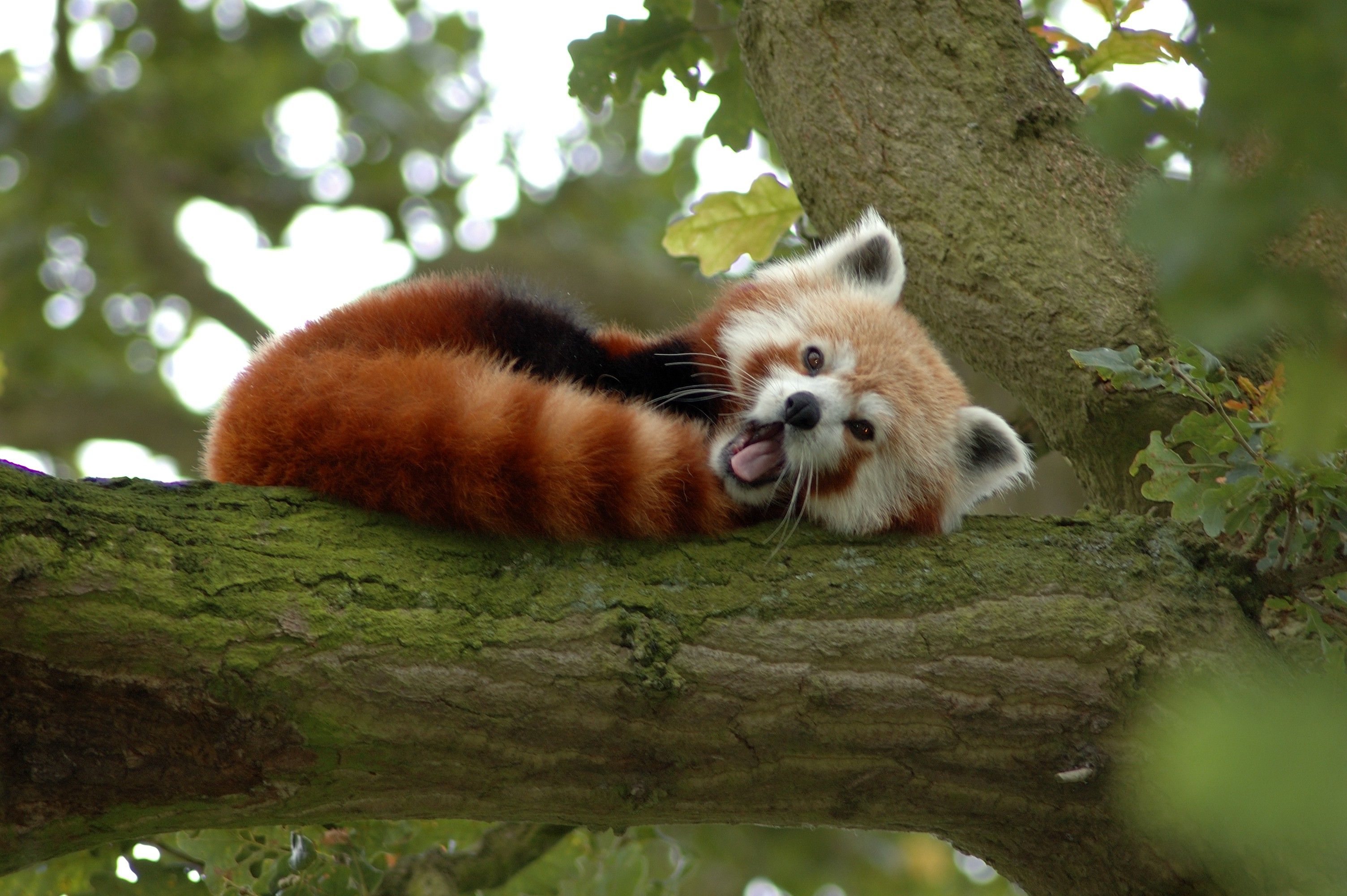 Red Panda Wallpapers 4k Hd Red Panda Backgrounds On Wallpaperbat