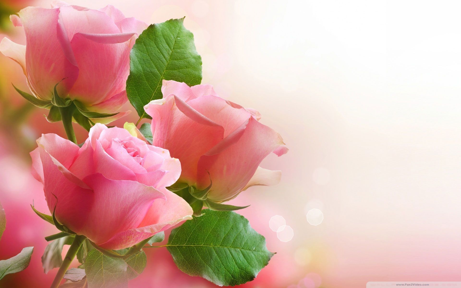 Most Beautiful Roses Flowers Nature Wallpapers - 4k, HD Most Beautiful ...