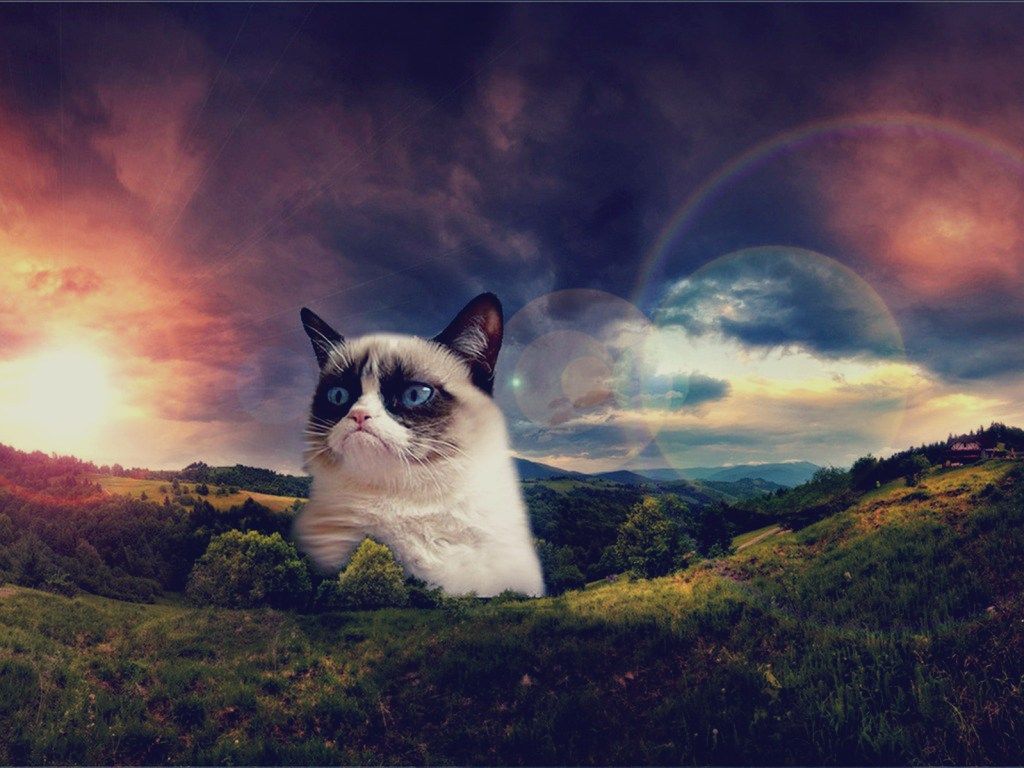 Grumpy Cat Wallpapers - 4k, HD Grumpy