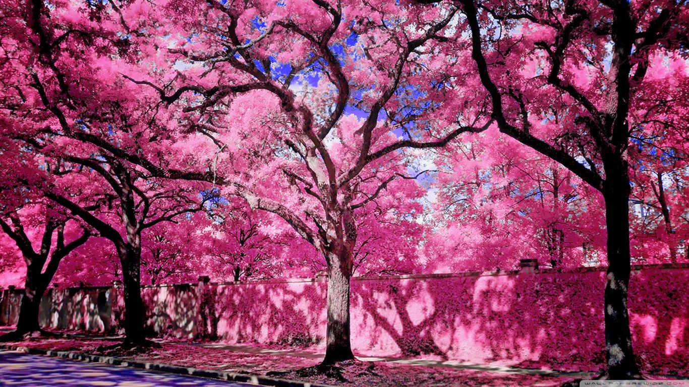 Bright 1366x768 HD Wallpapers - 4k, HD Bright 1366x768 Backgrounds on