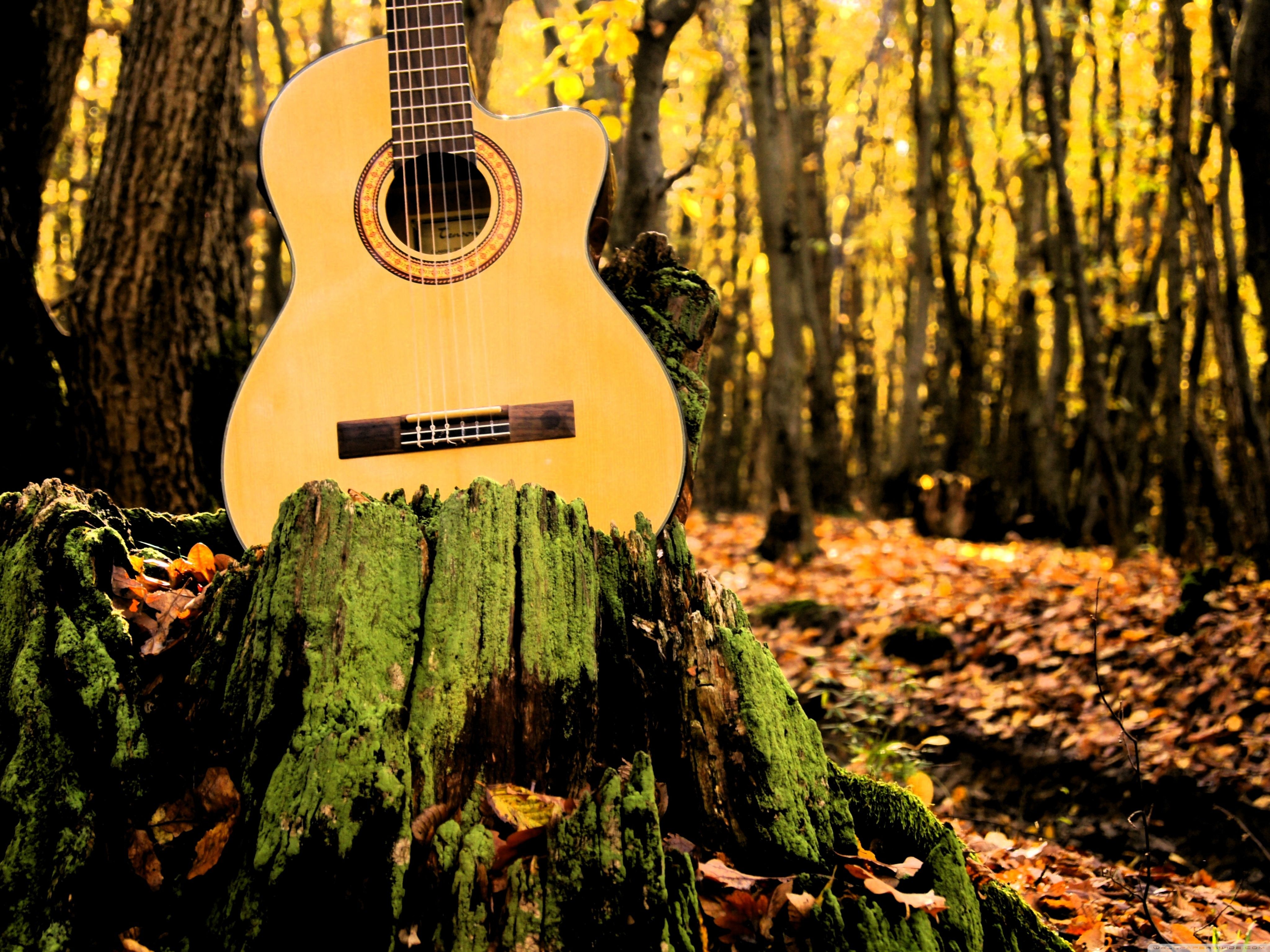 Музыка природы видео. Акустическая гитара в природе. Красивая акустическая гитара. Гитара на красивом фоне. Акустическая гитара лес.