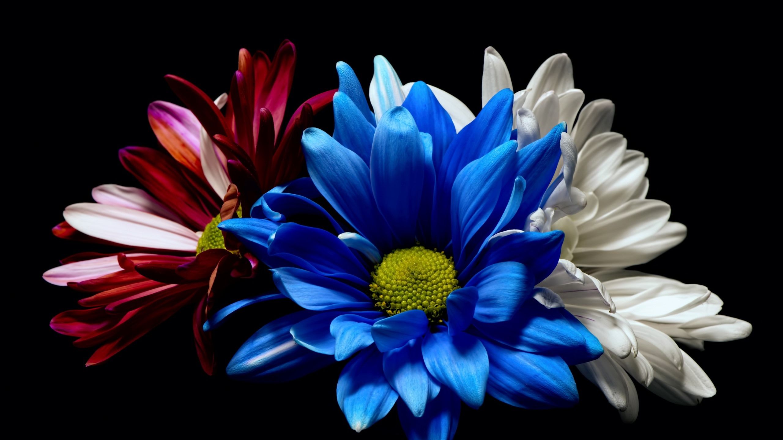 Red White and Blue Flower Wallpapers - 4k, HD Red White and Blue Flower ...