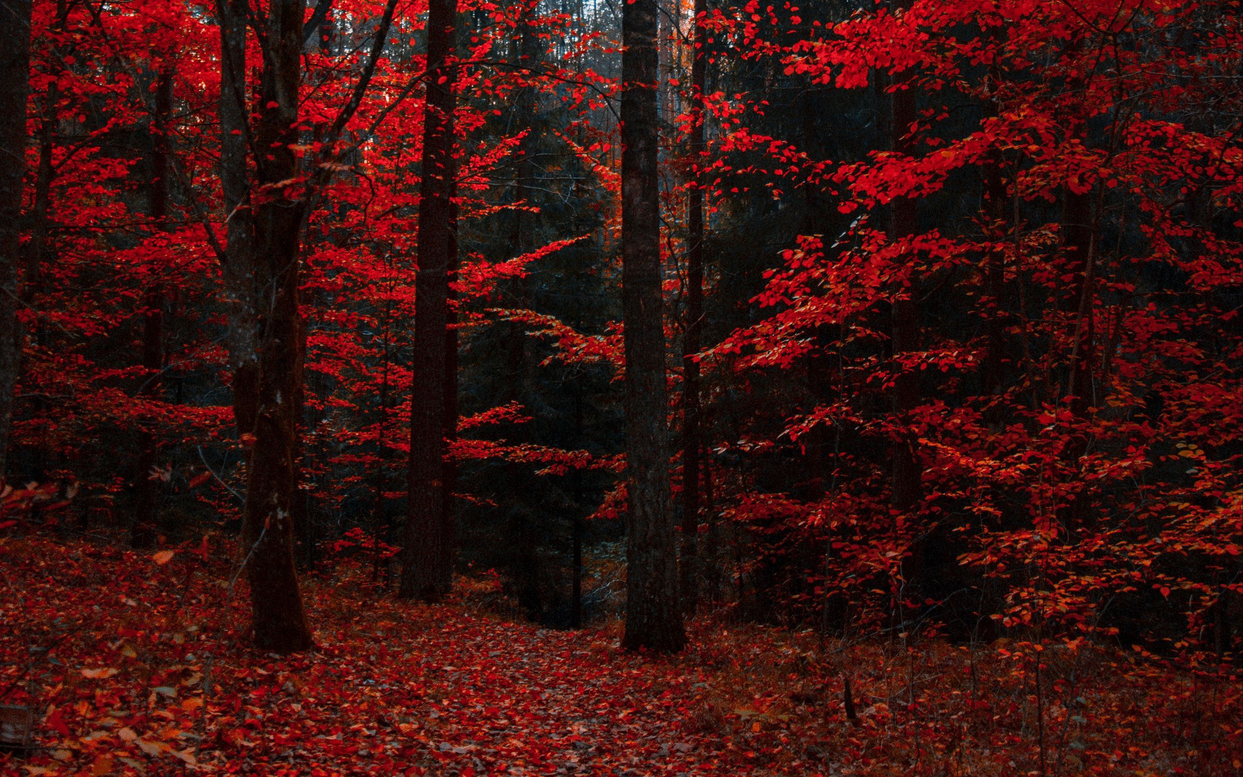 Autumn Forest Wallpapers - 4k, HD Autumn Forest Backgrounds on WallpaperBat