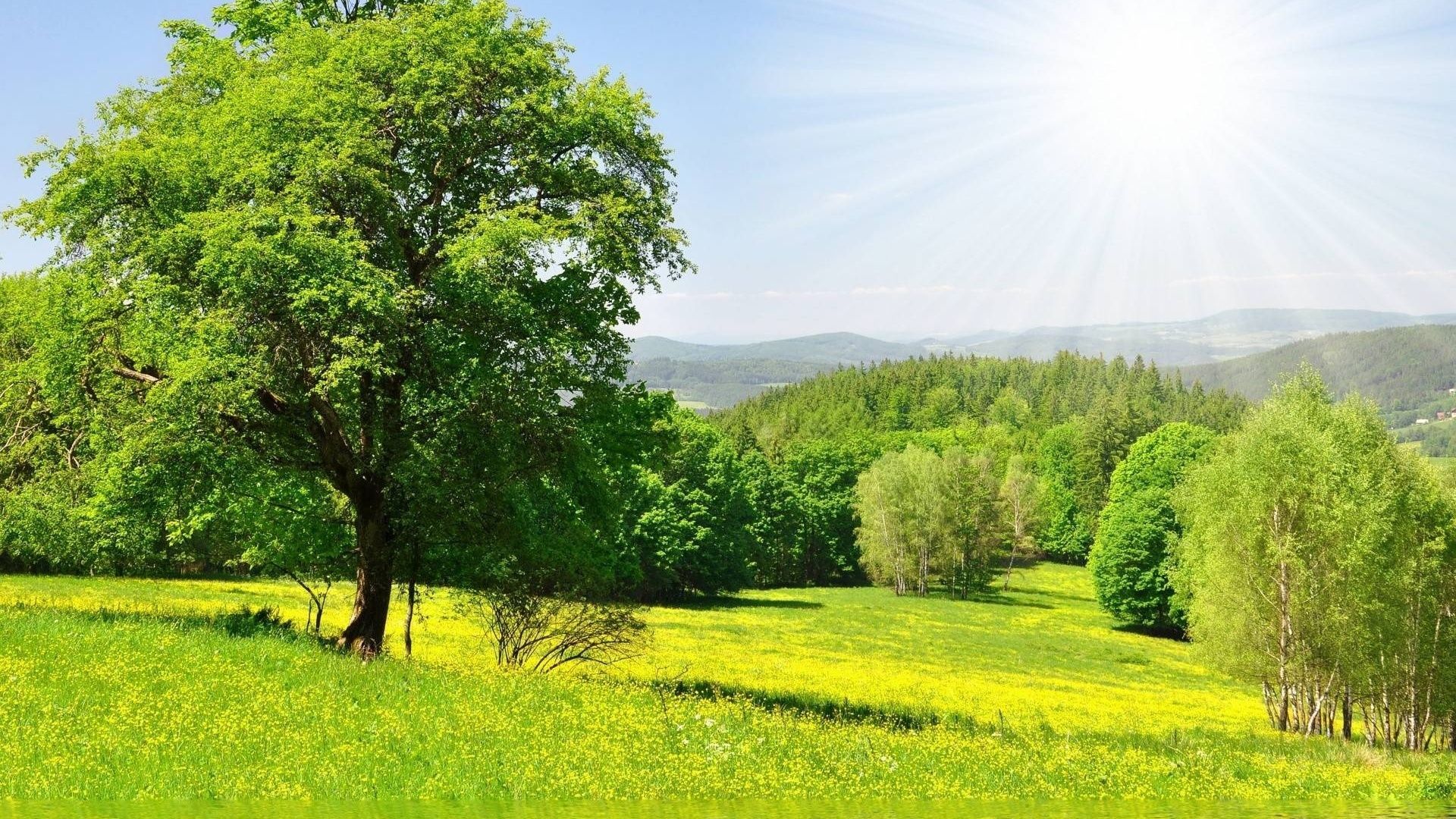 Sunny Meadow Wallpapers - 4k, HD Sunny Meadow Backgrounds on WallpaperBat