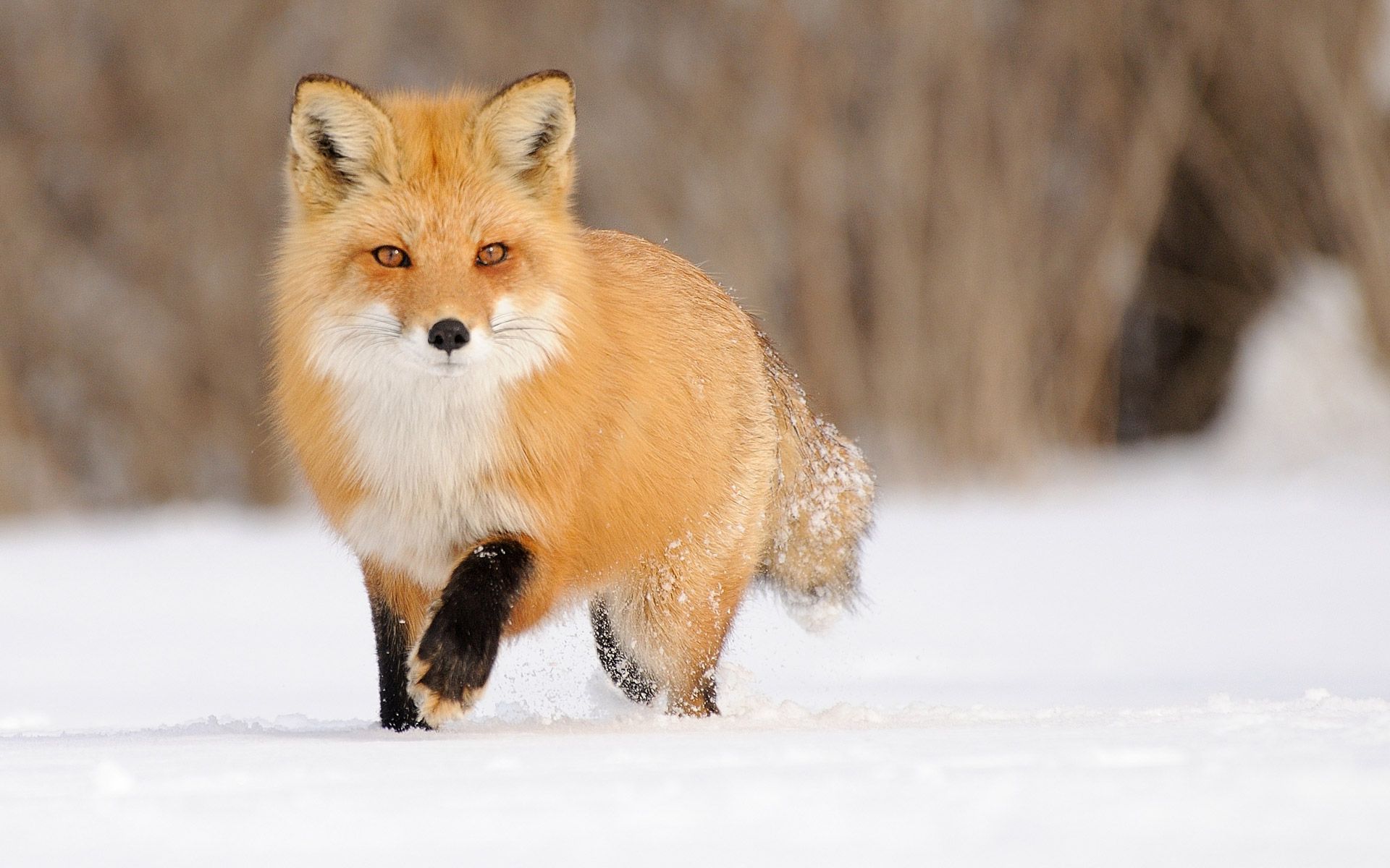 Cool Fox Snow Wallpapers - 4k, HD Cool Fox Snow Backgrounds on WallpaperBat