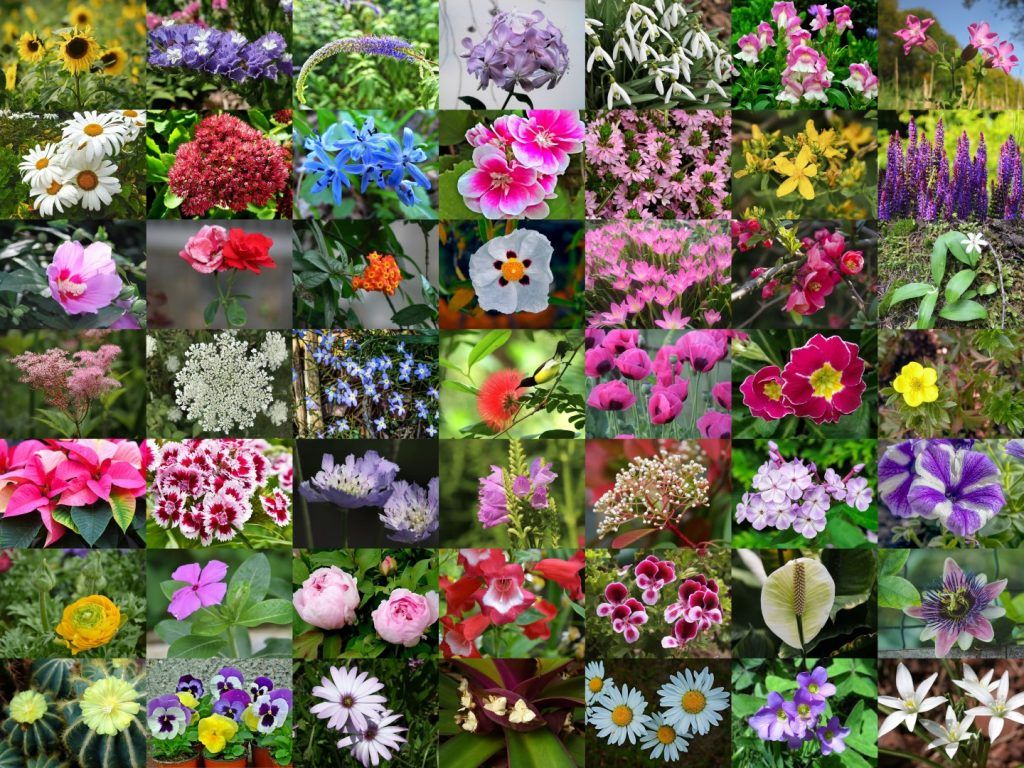 1024x768 List Of 300 Flower Names A To Z with Image on WallpaperBat