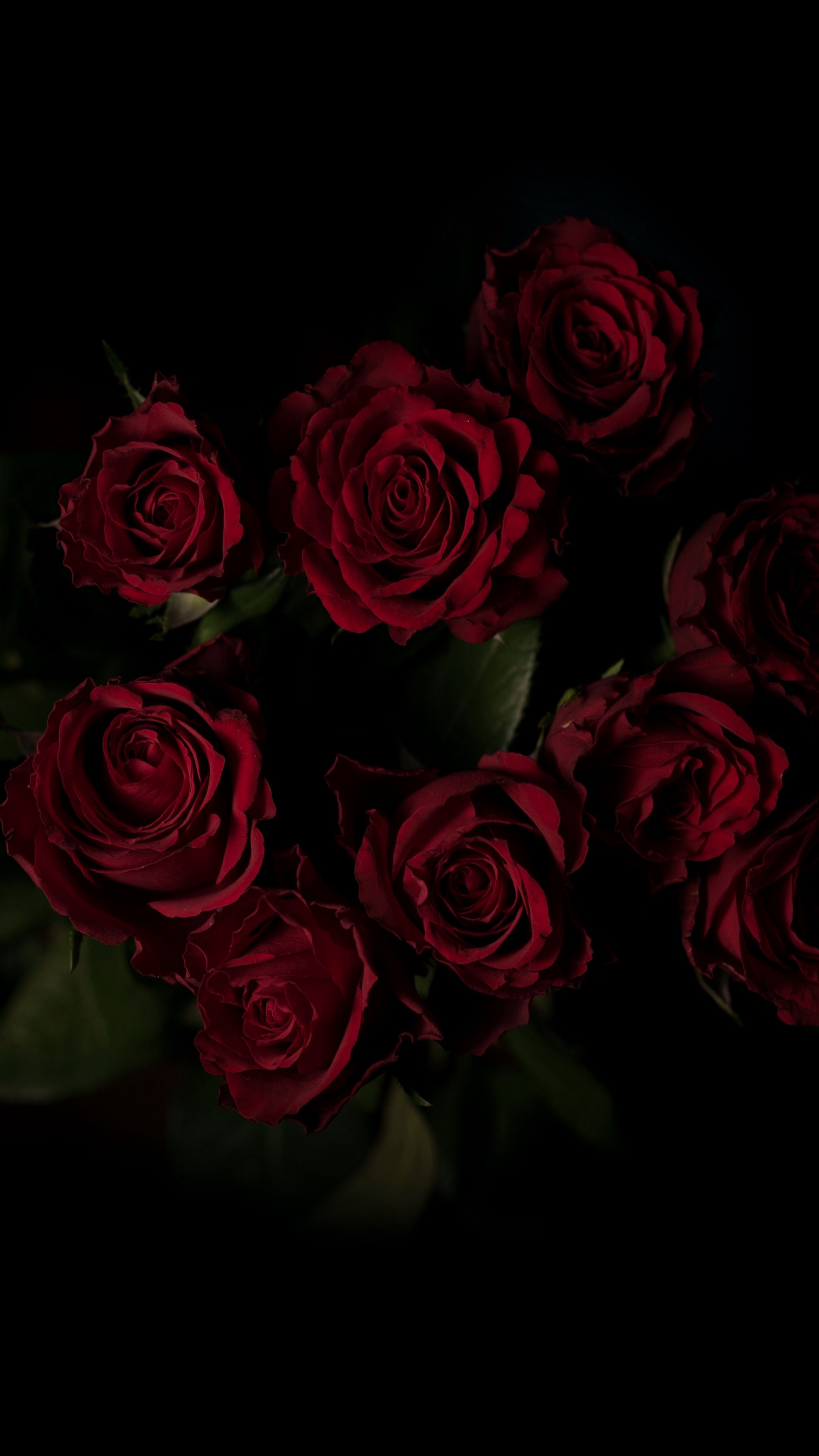 Dark Burgundy Rose Wallpapers - 4k, HD Dark Burgundy Rose Backgrounds ...